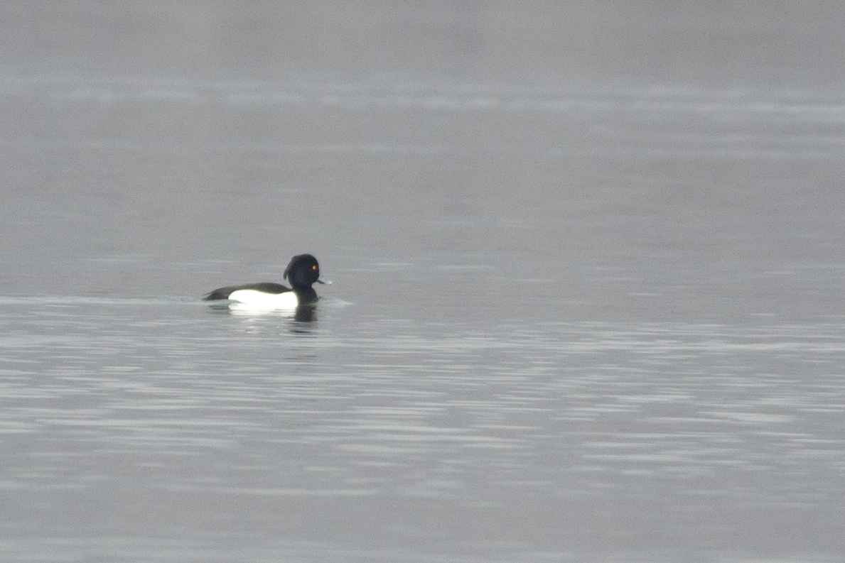 Tufted Duck