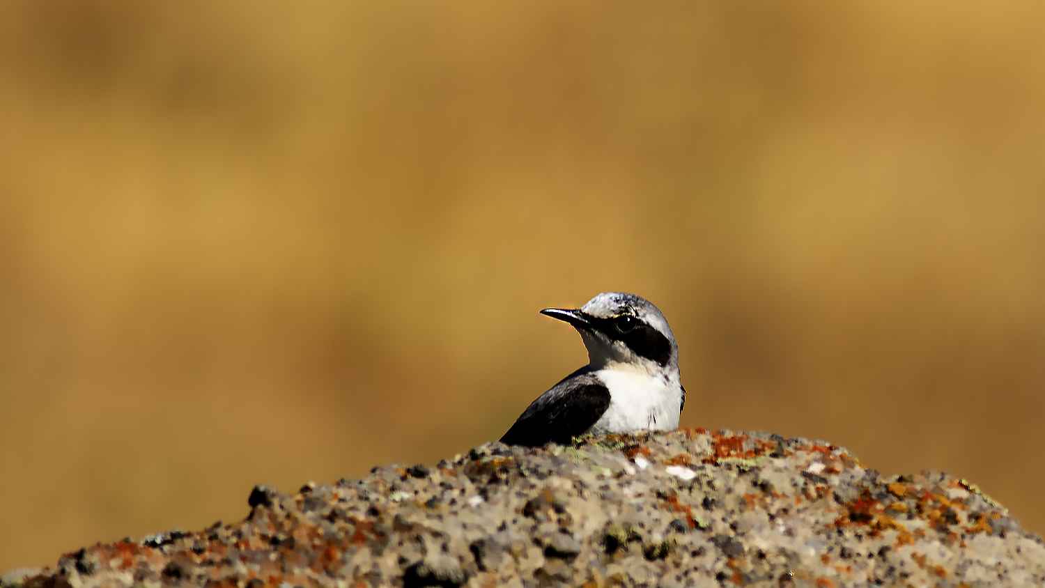 Black-eared Wheatear