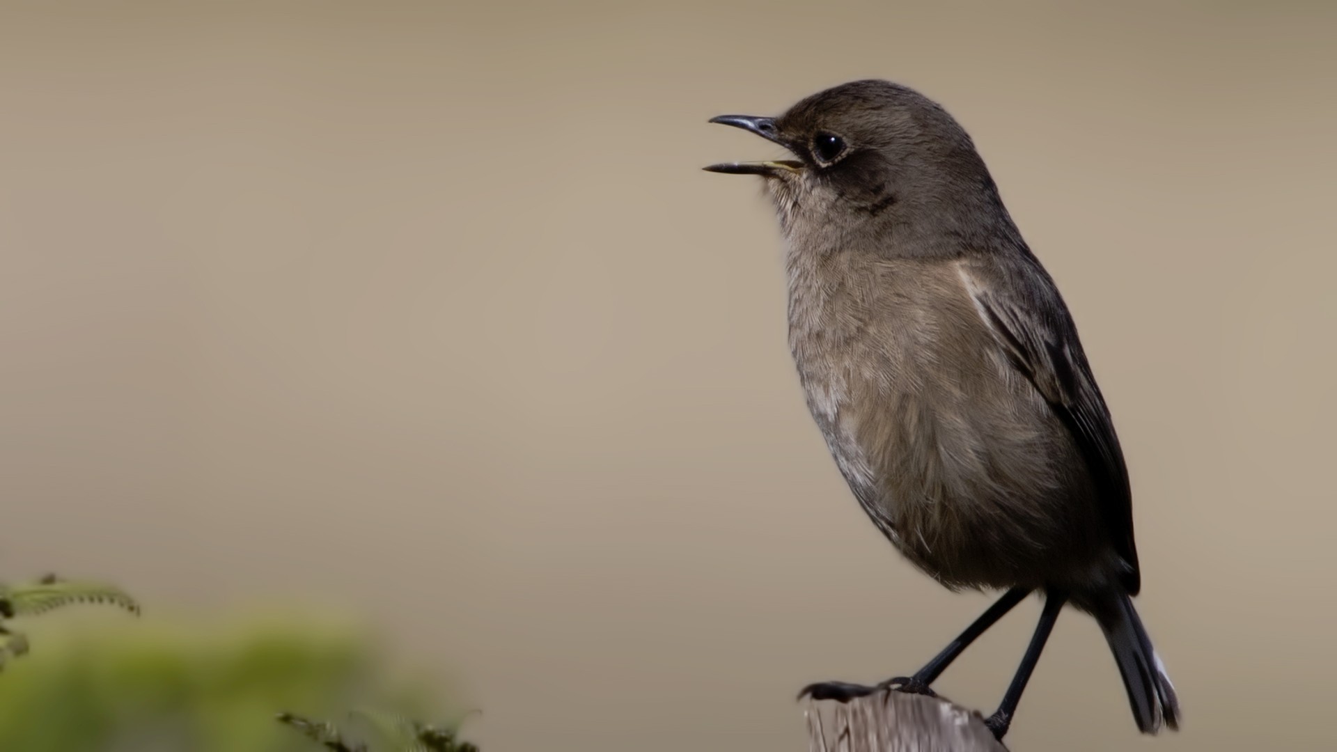 Mouse-coloured Penduline-tit — Ana fotoğraf