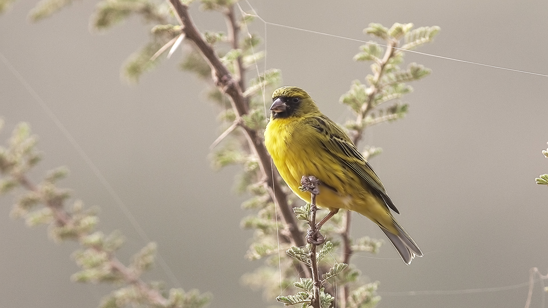 African Citril — Ana fotoğraf