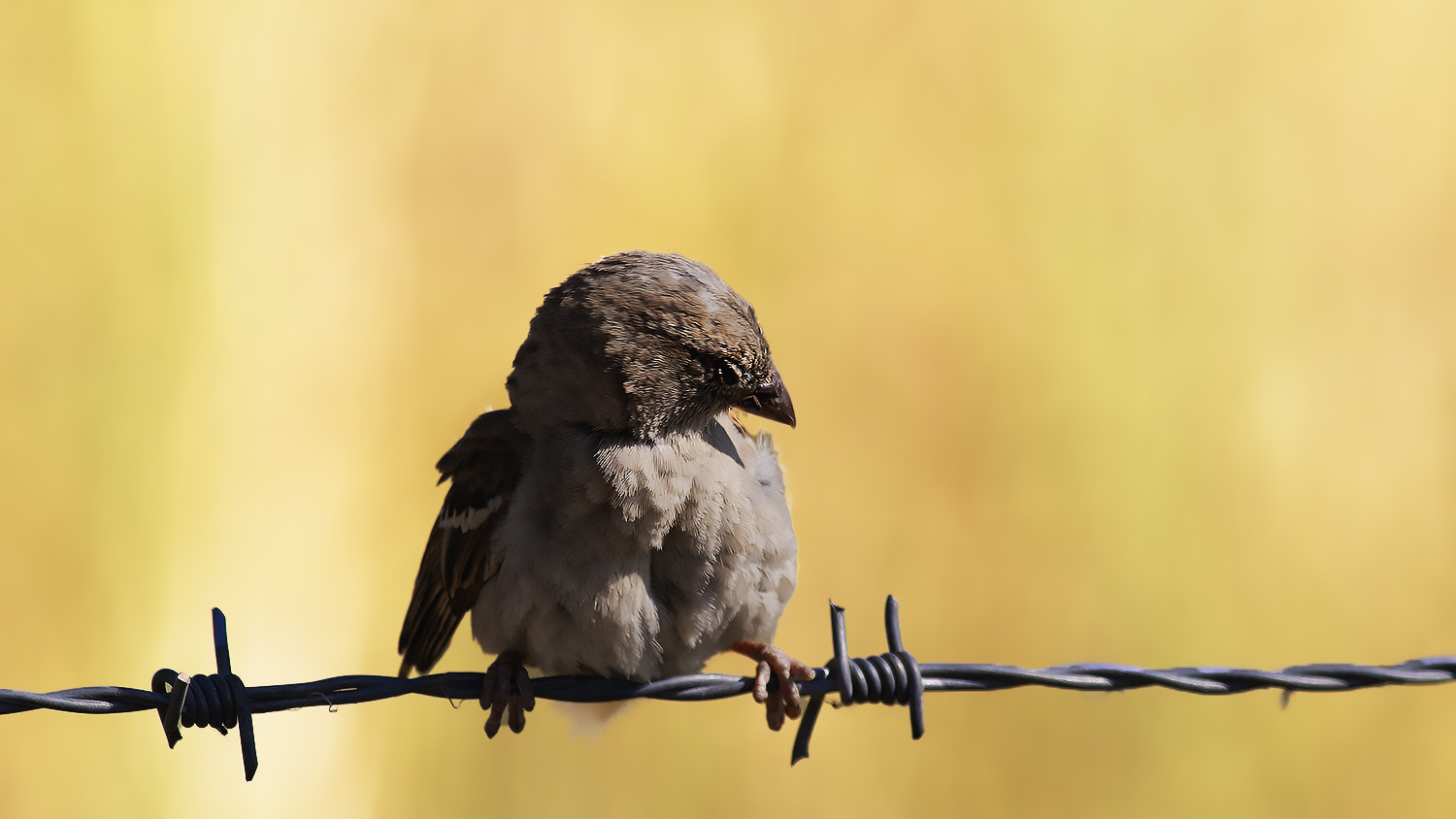 Common Chaffinch