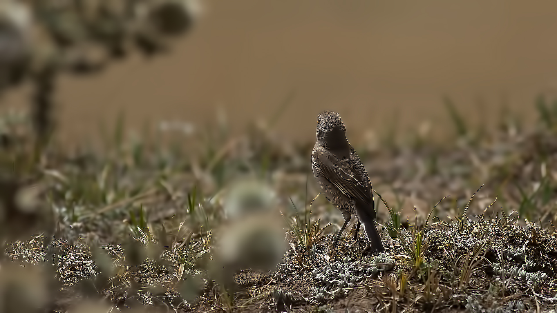 Moorland Chat — Ana fotoğraf