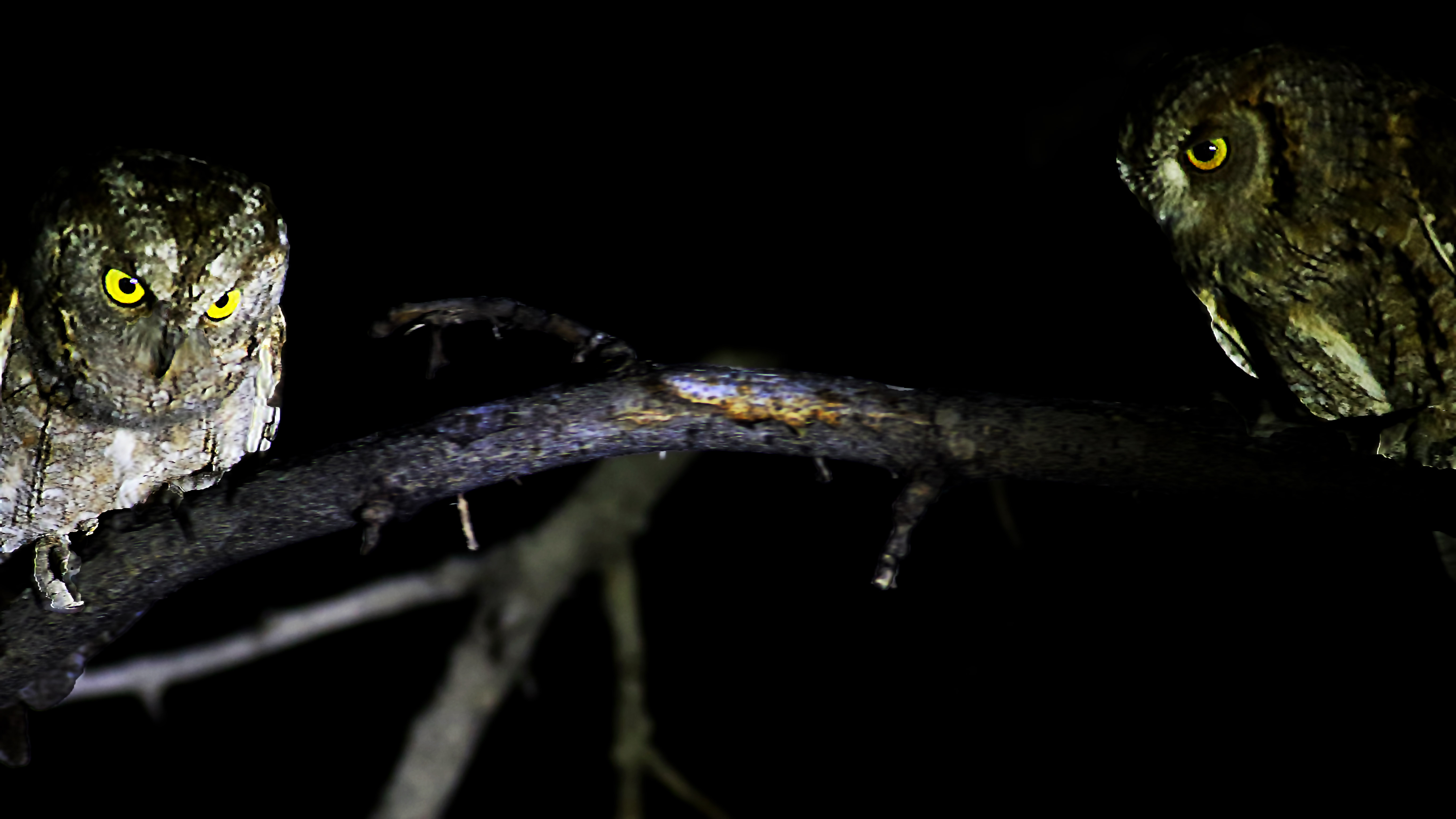 Eurasian Scops-Owl