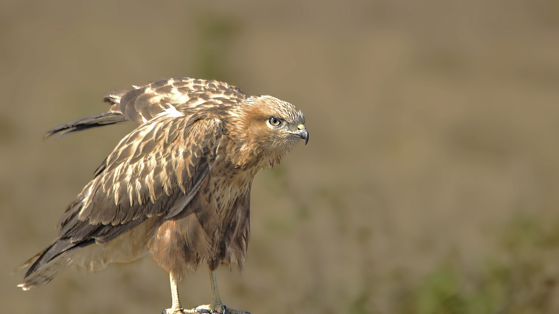 Long-legged Buzzard