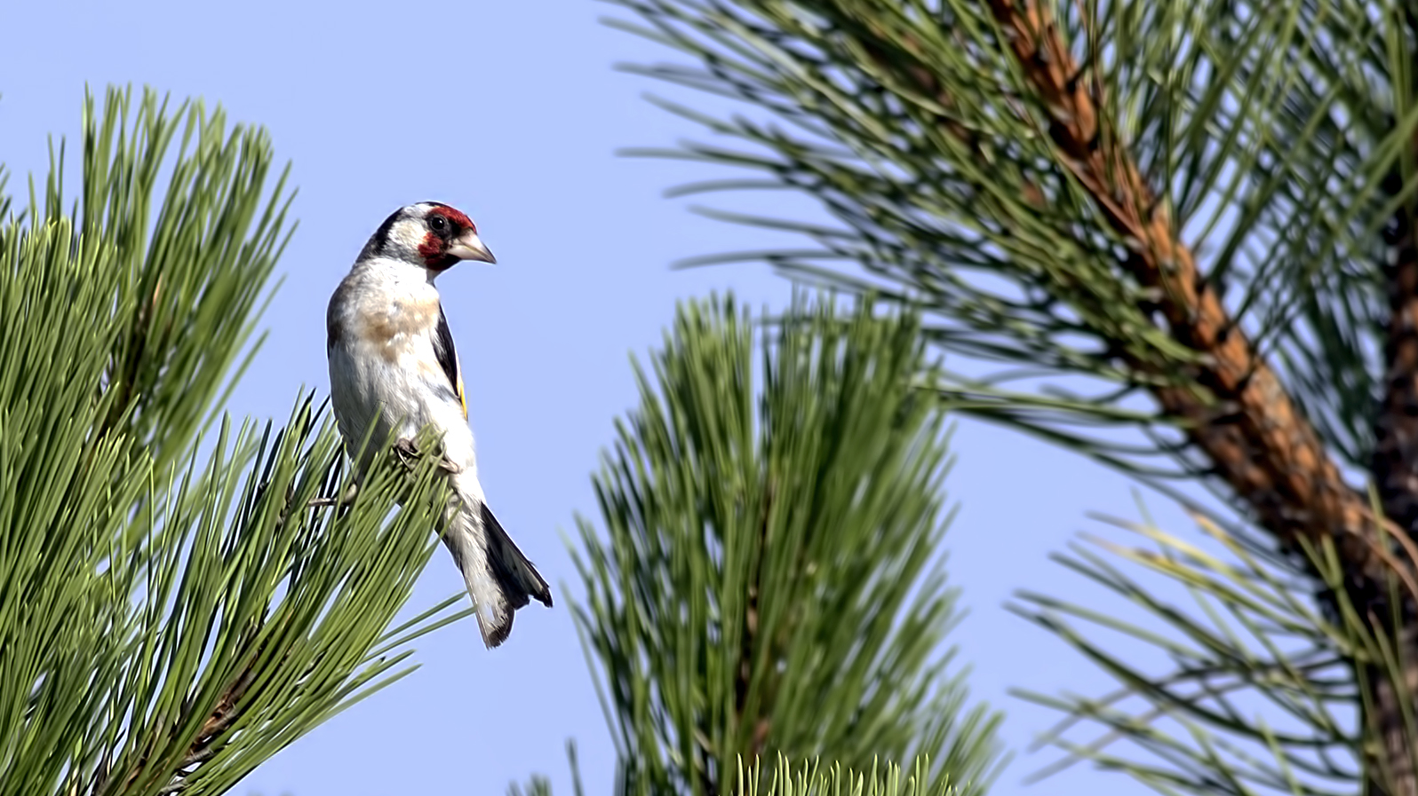 European Goldfinch