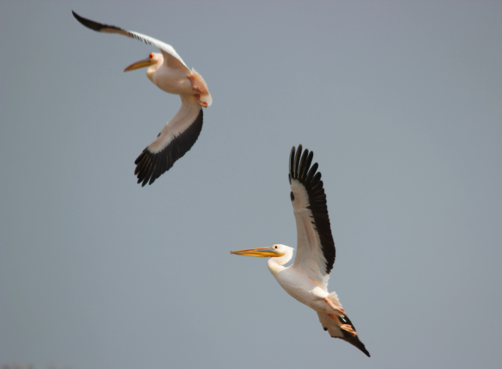 Great White Pelican
