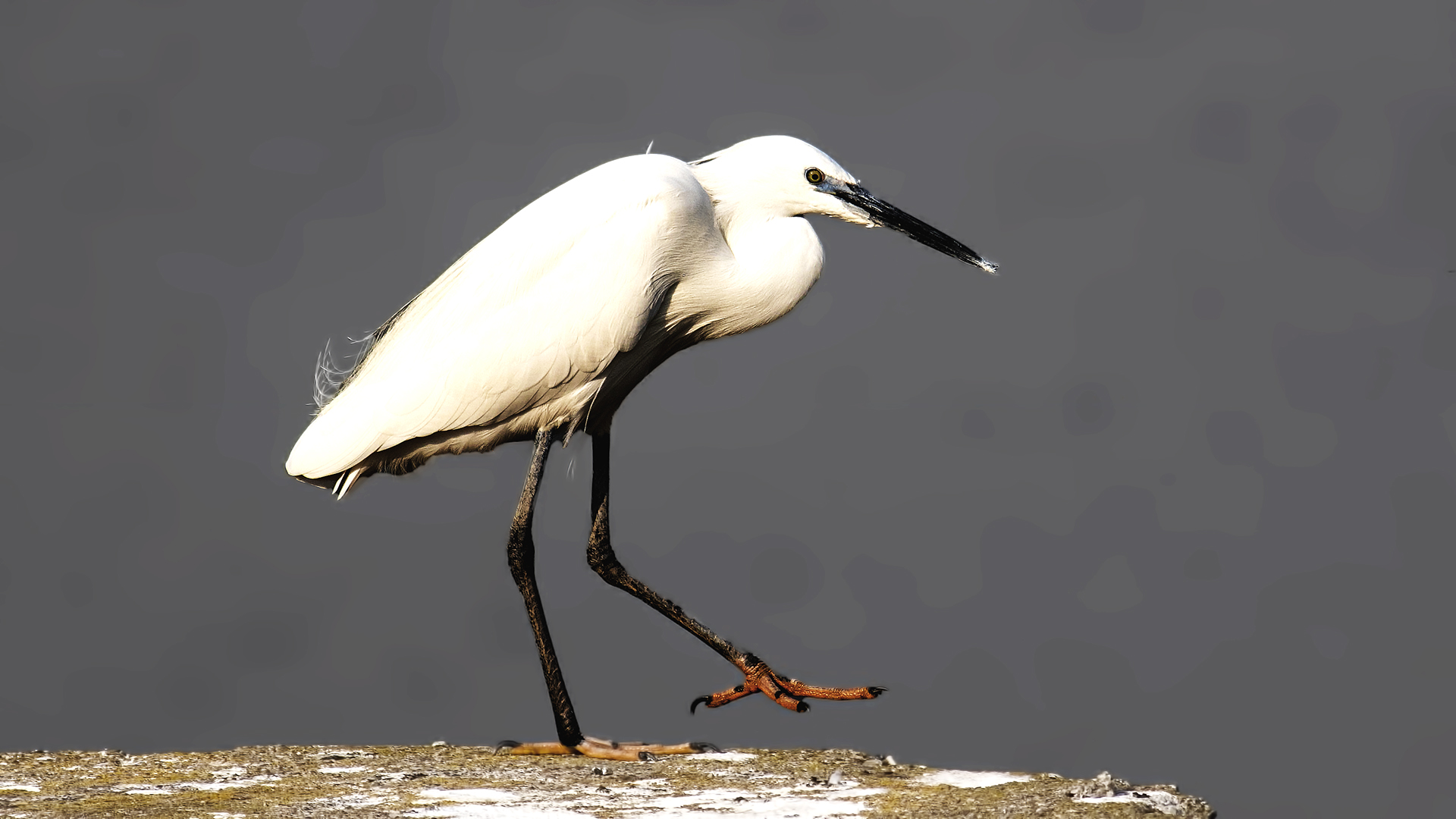 Little Egret