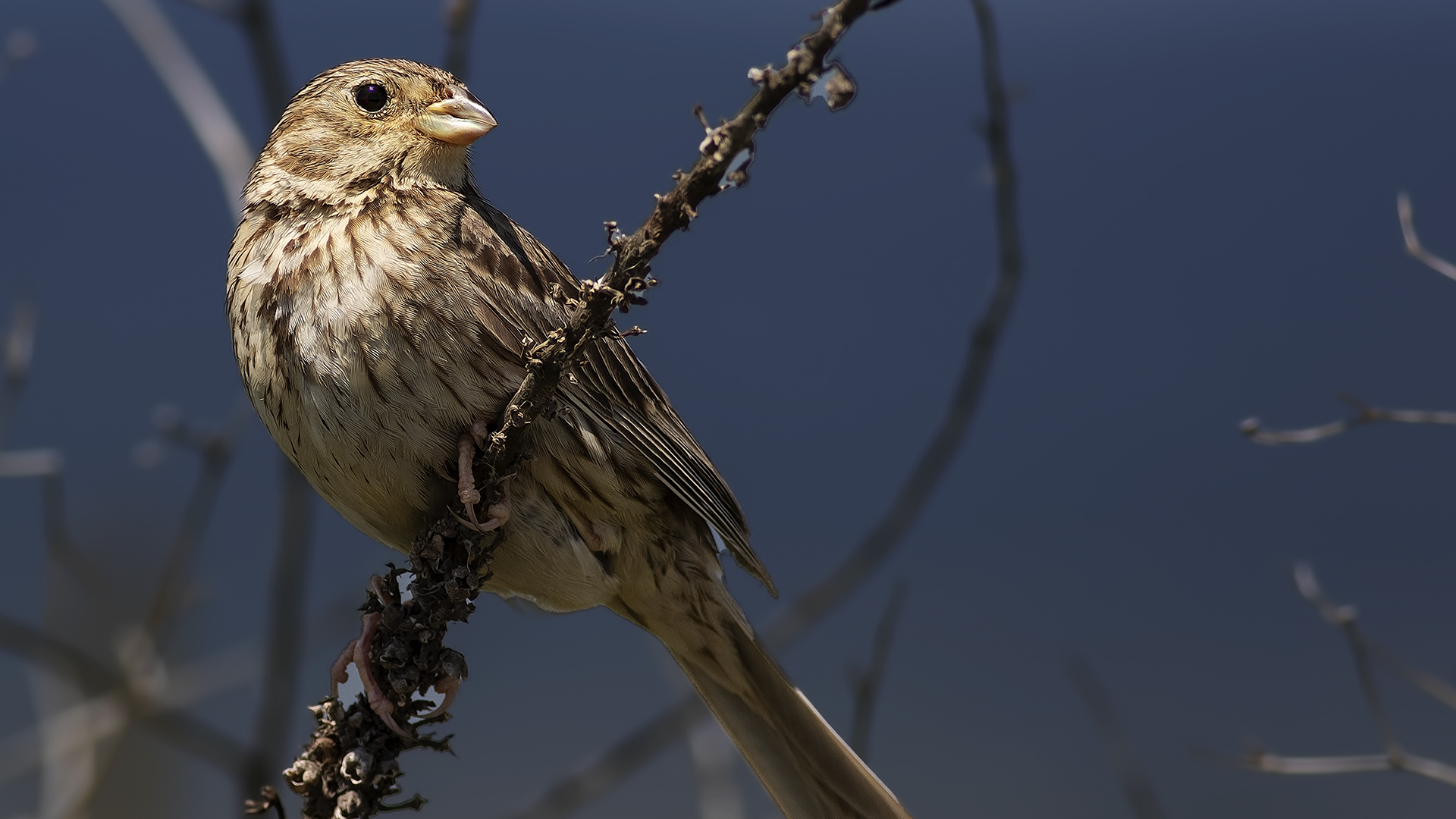 Corn Bunting