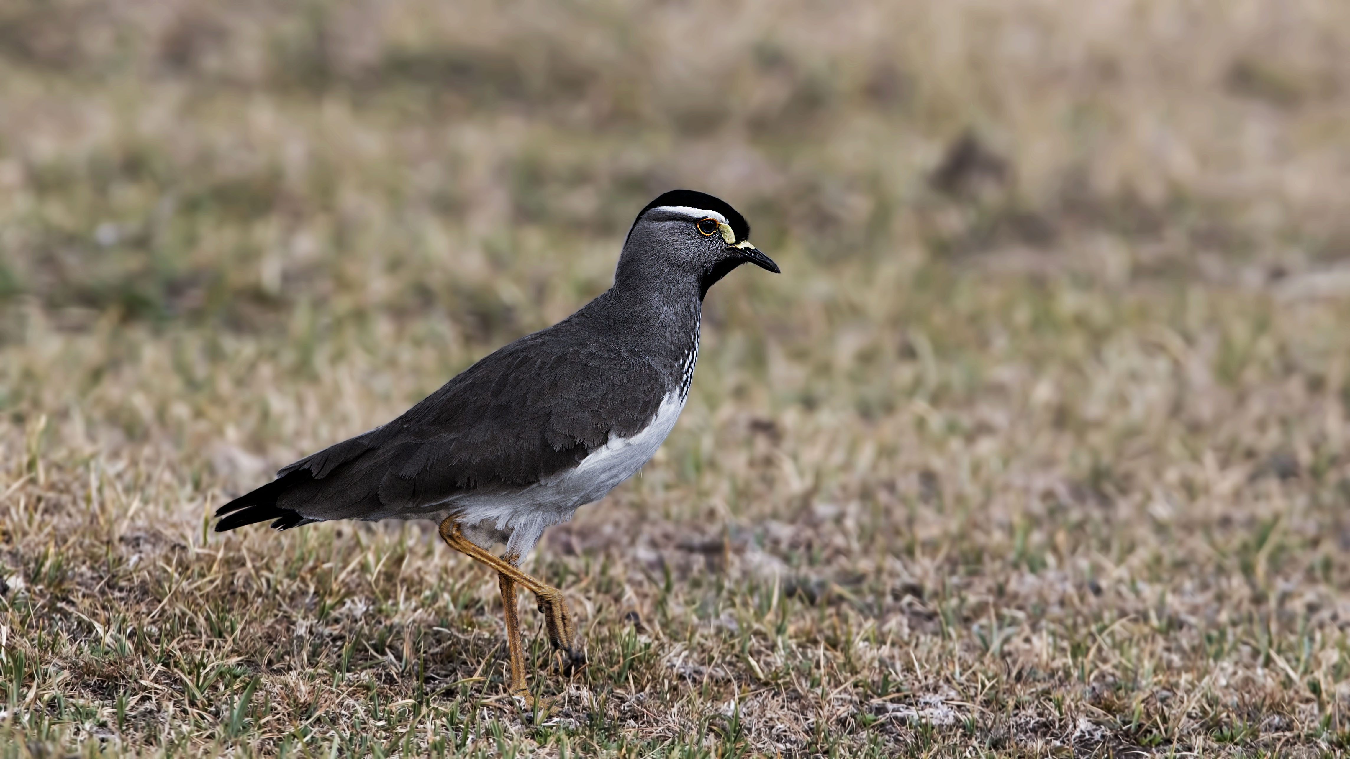 Spot-breasted Lapwing