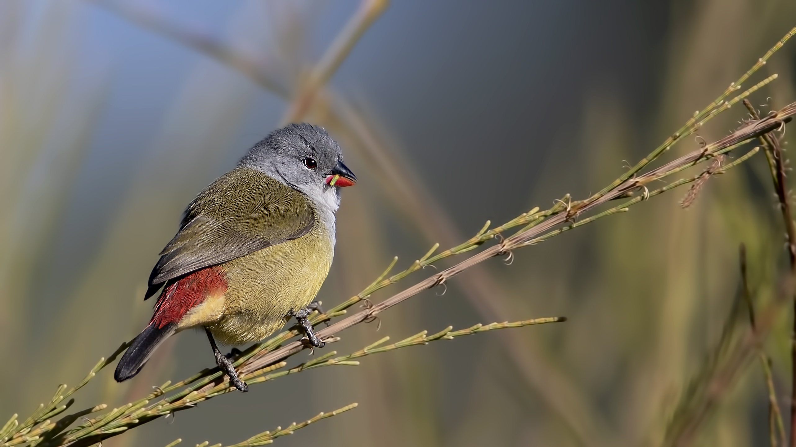 Yellow-bellied Waxbill