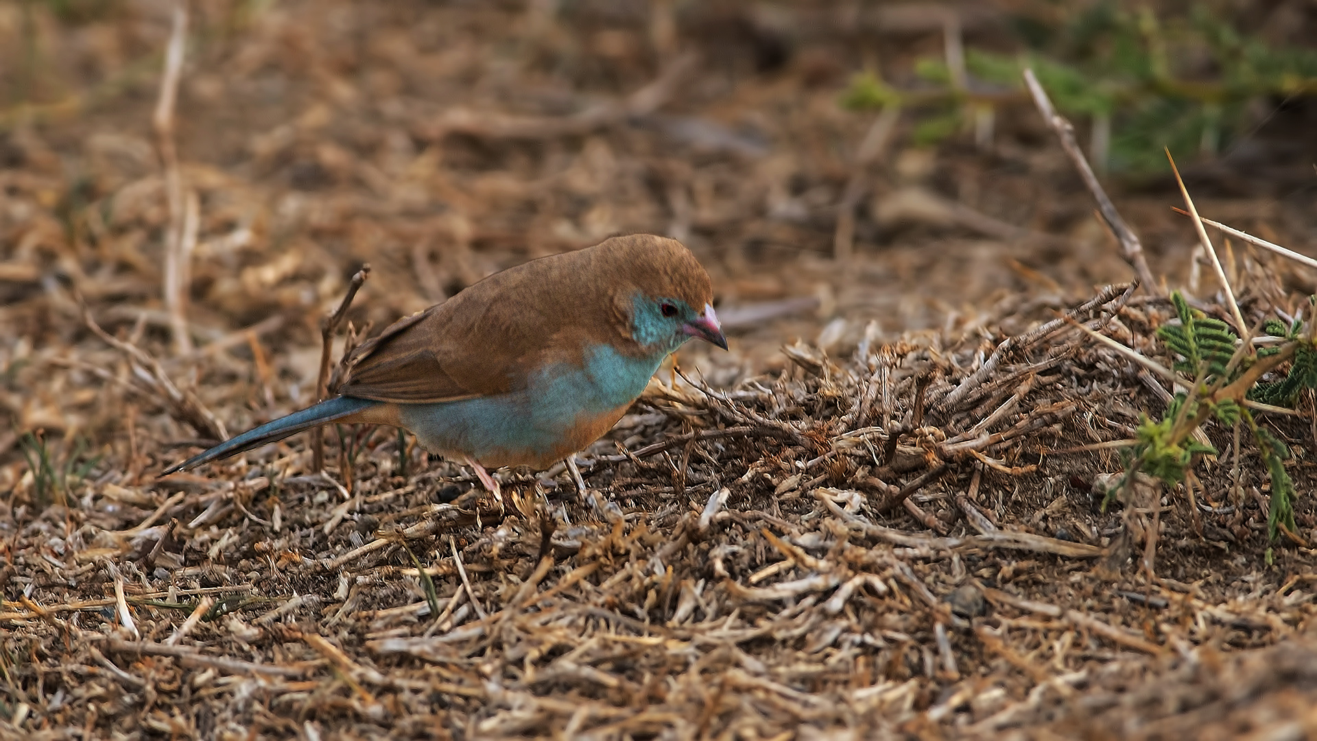 Blue-capped Cordonbleu — Ana fotoğraf