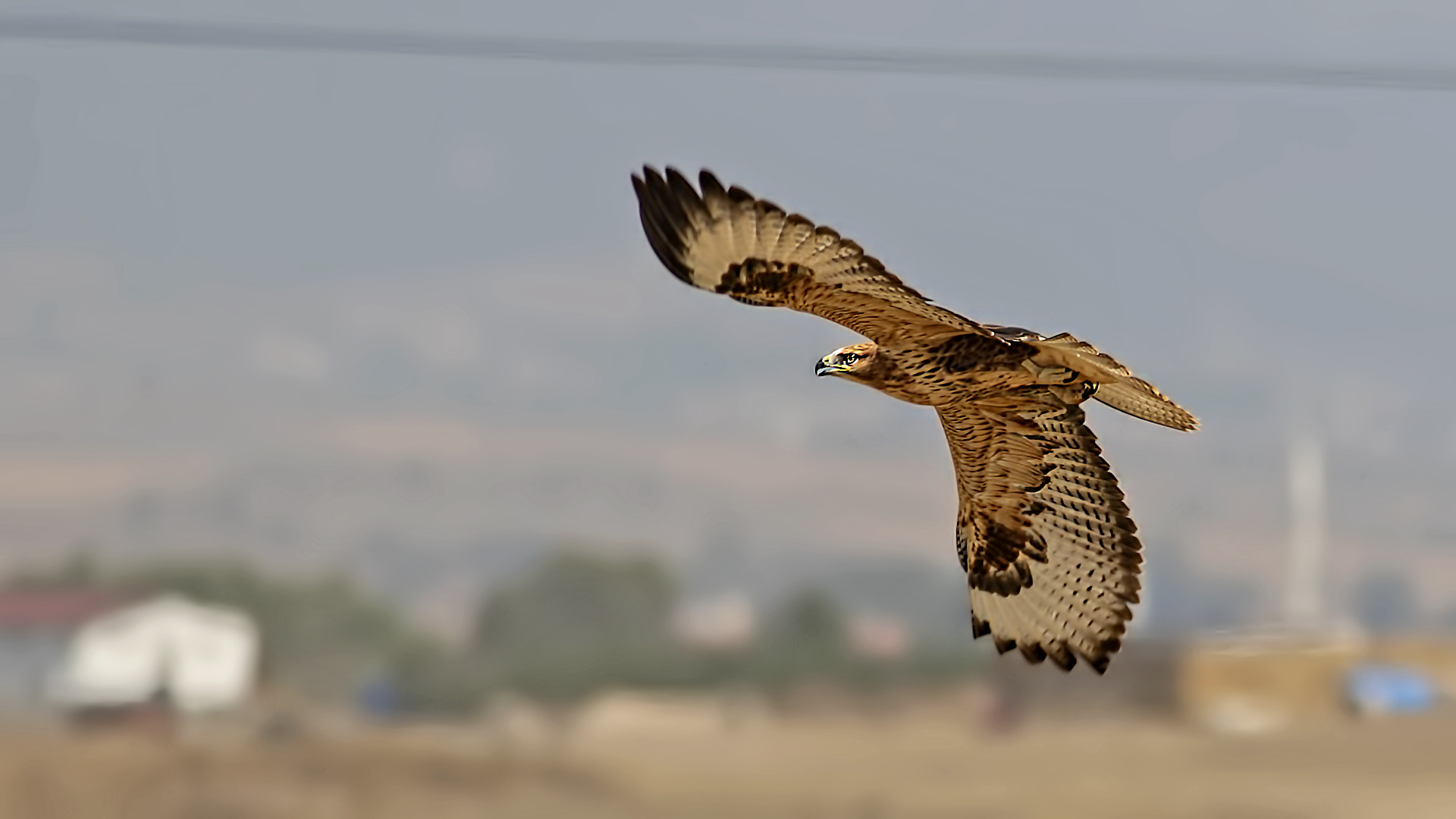 Long-legged Buzzard — Ana fotoğraf