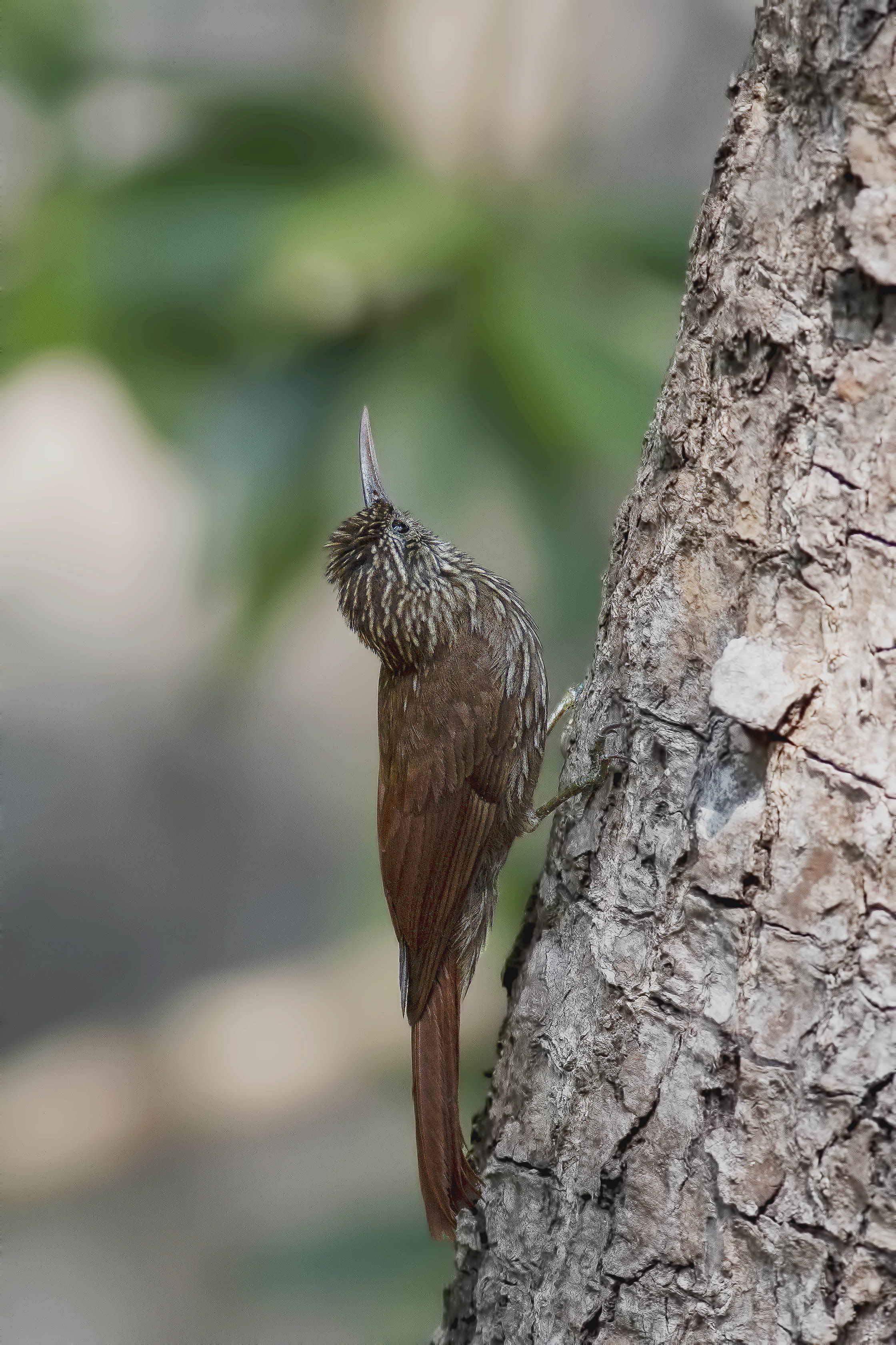 Streak-headed Woodcreeper