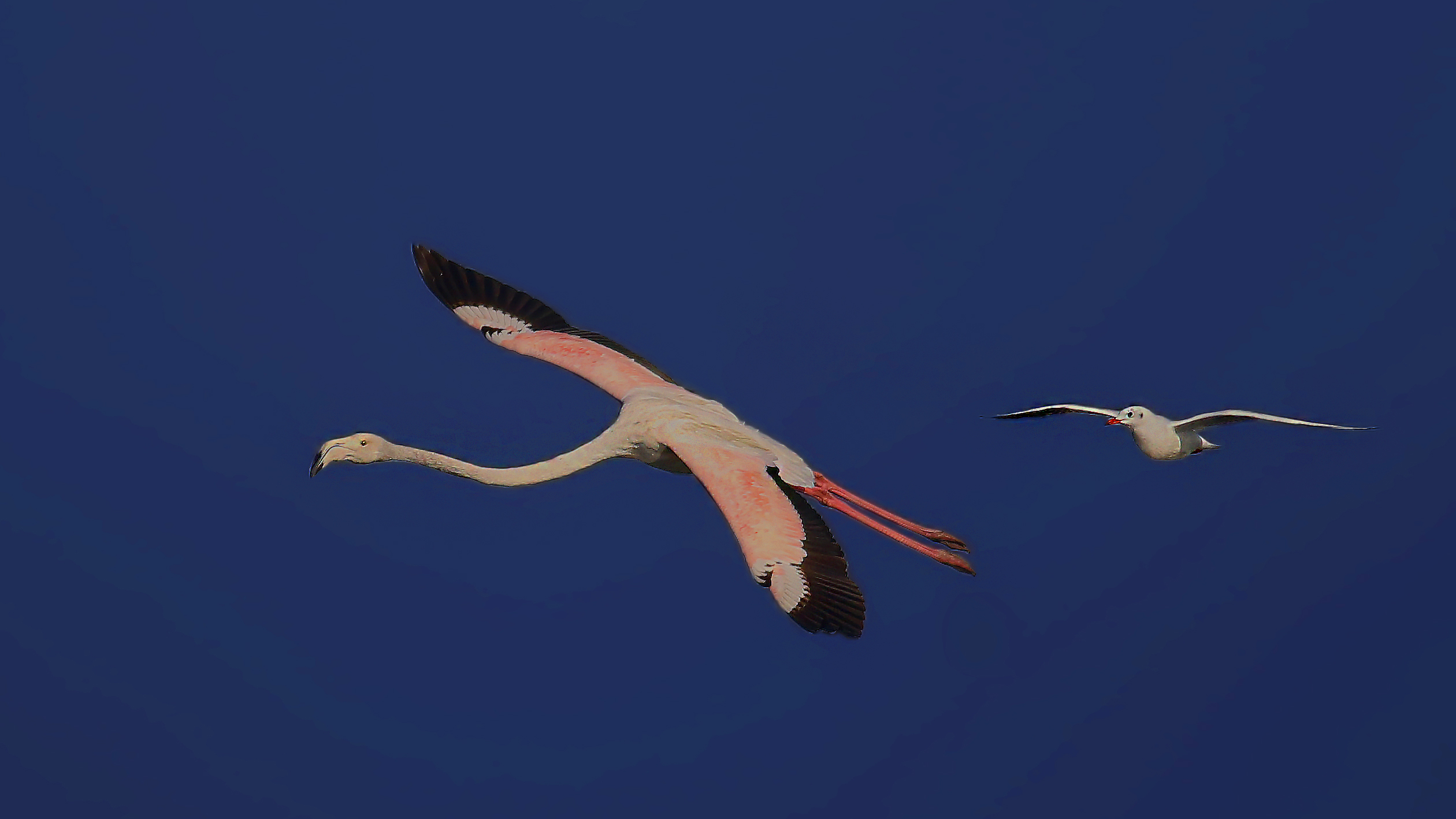 Greater Flamingo