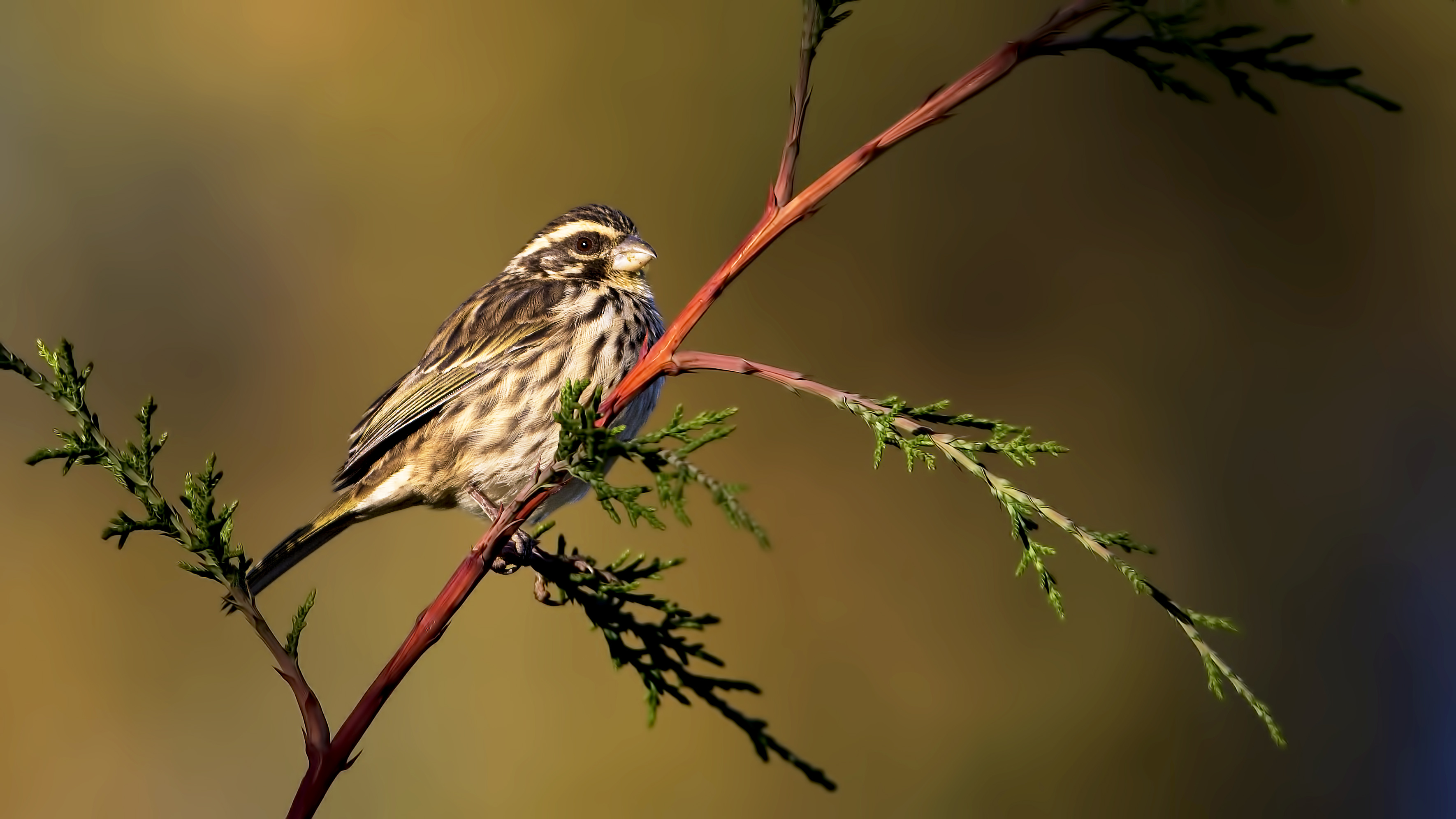 Streaky Seedeater