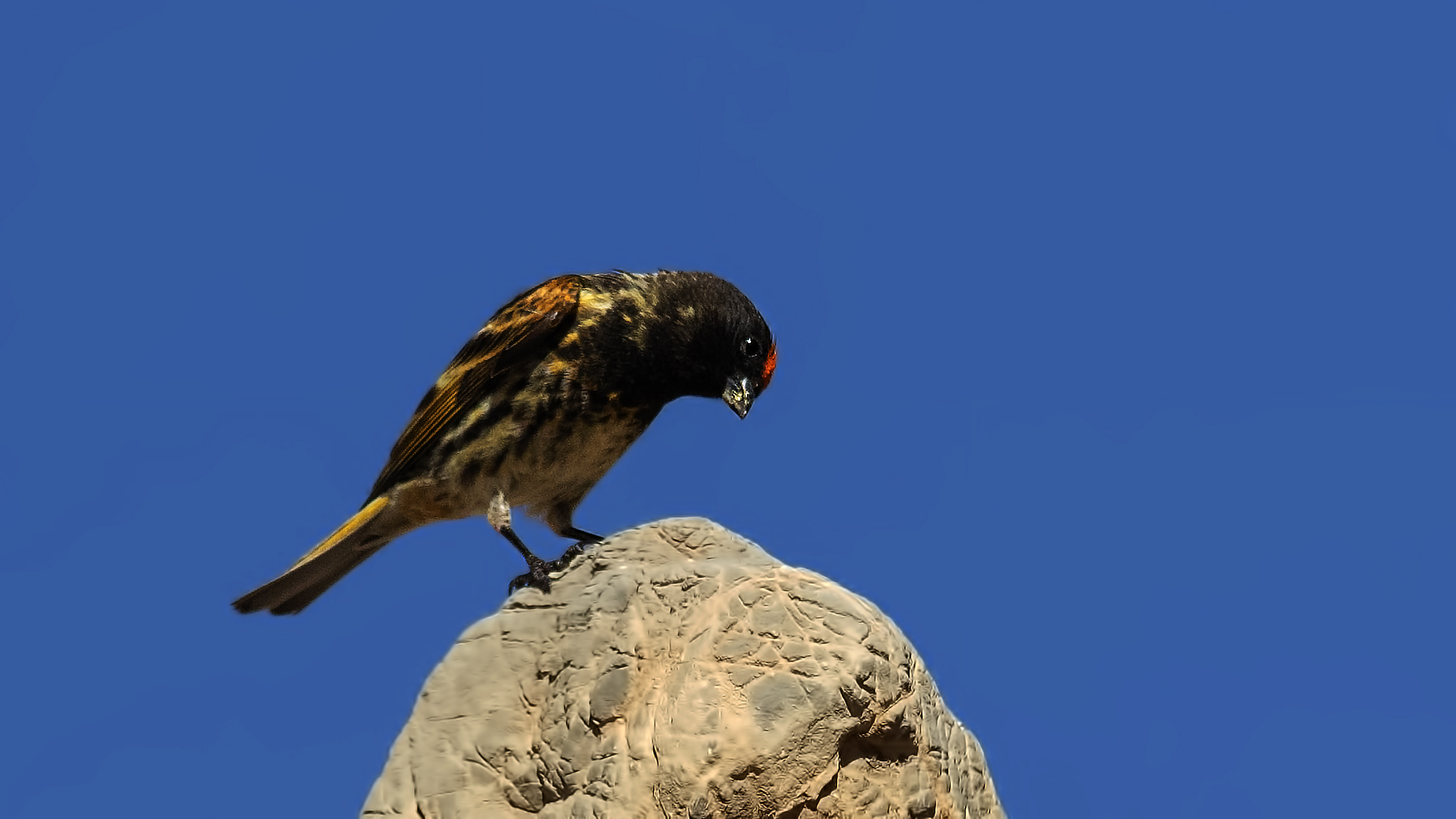 Fire-fronted Serin