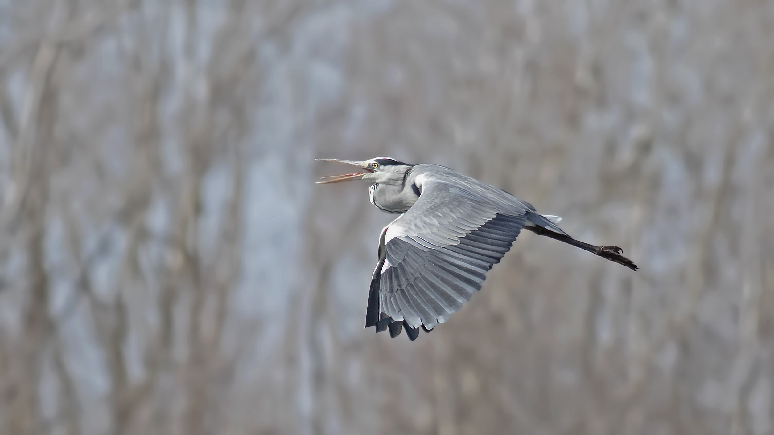 Gray Heron — Ana fotoğraf
