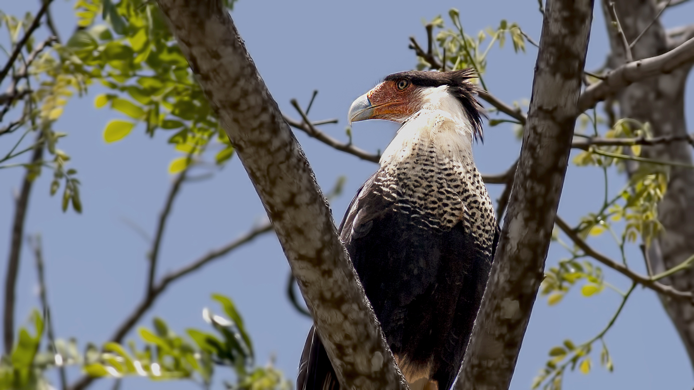 Crested Caracara