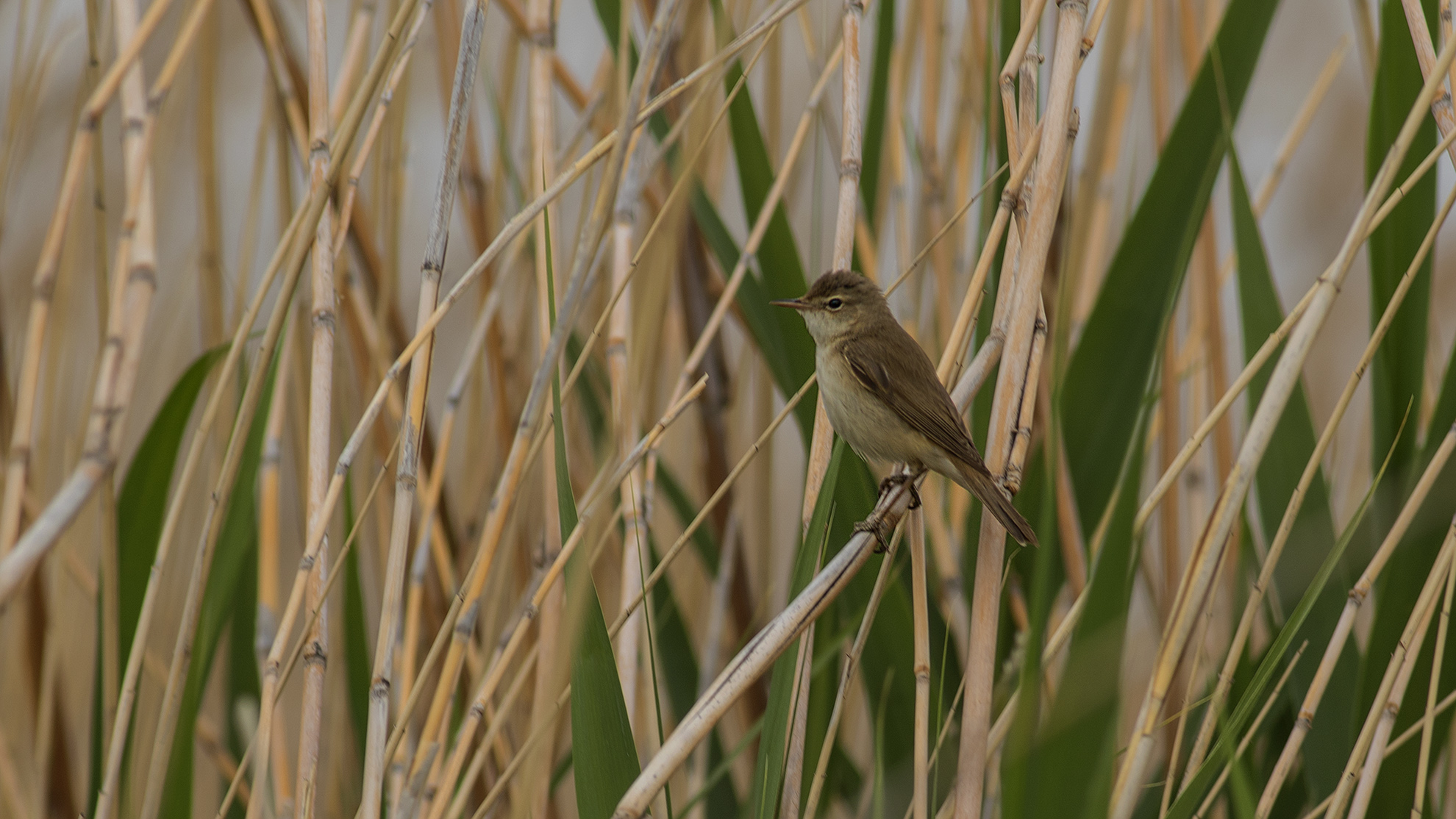 Eurasian Reed Warbler