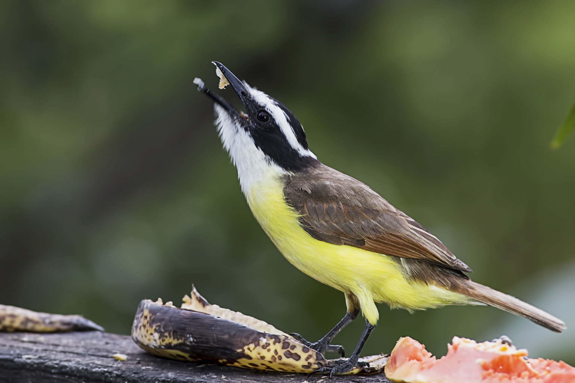 Social Flycatcher