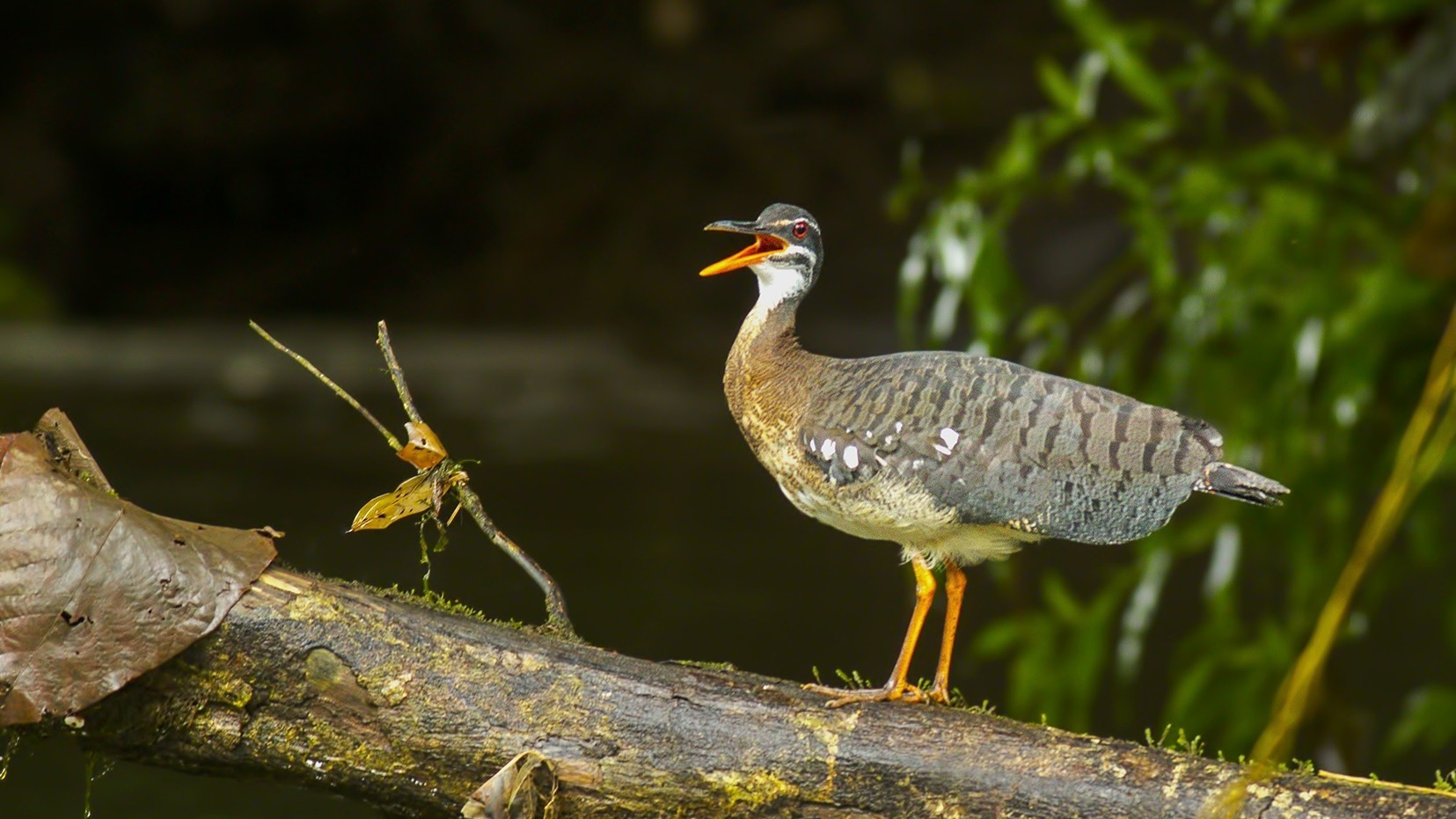 Sunbittern — Ana fotoğraf