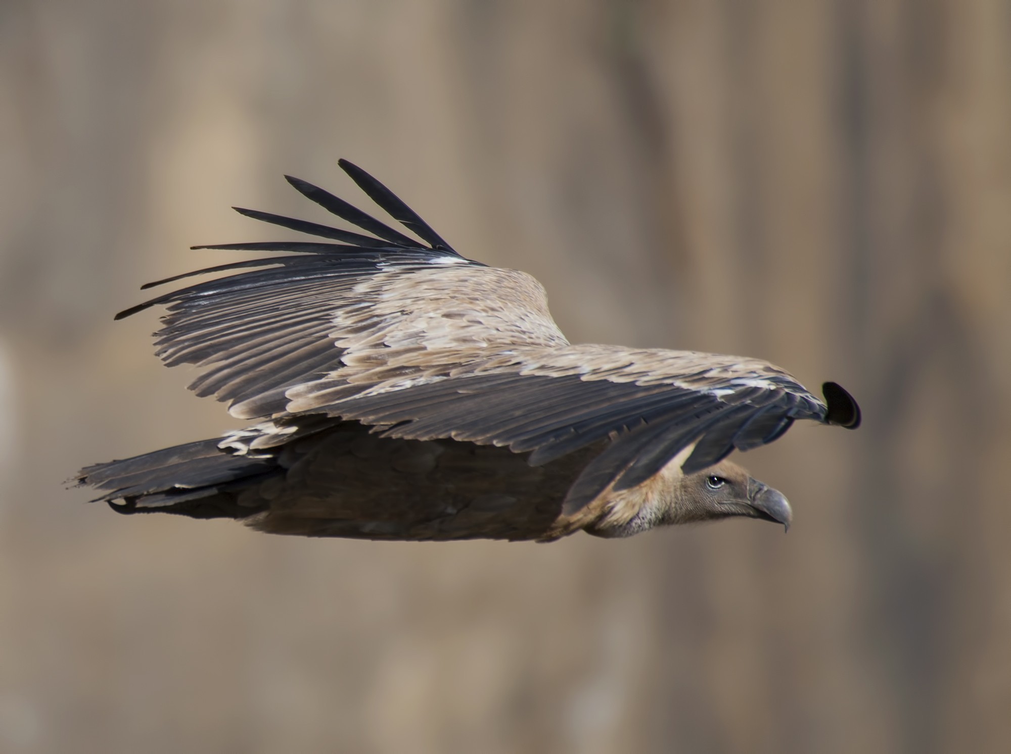 White-backed Vulture — Ana fotoğraf