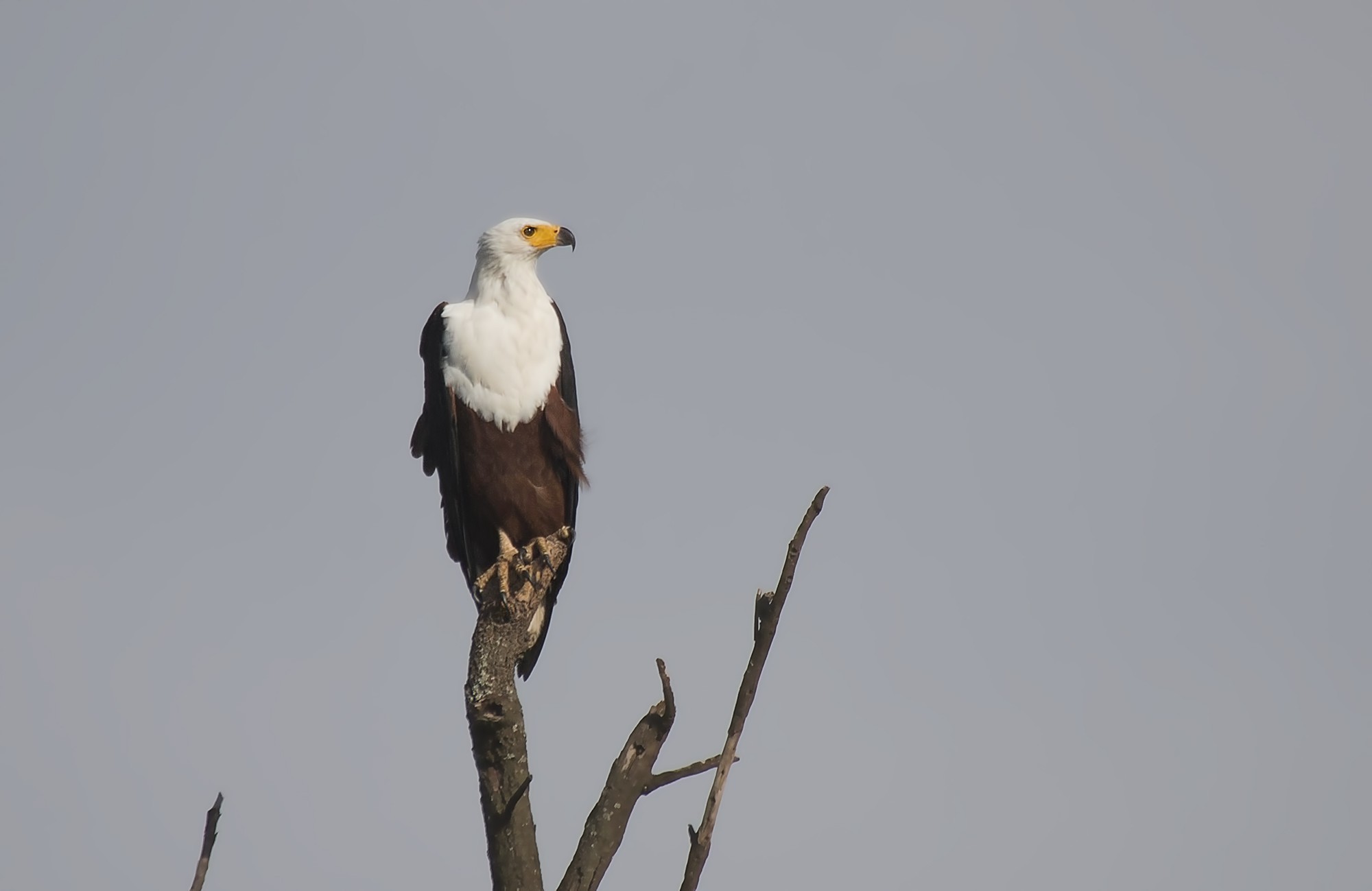 African Fish-Eagle
