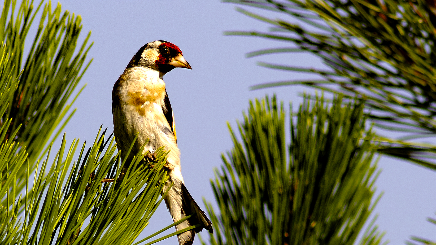 European Goldfinch
