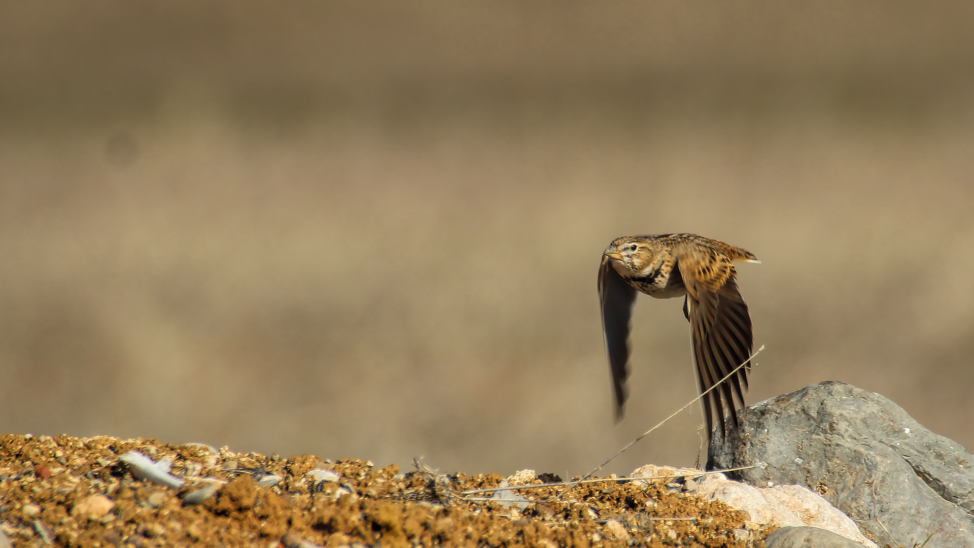 Calandra Lark