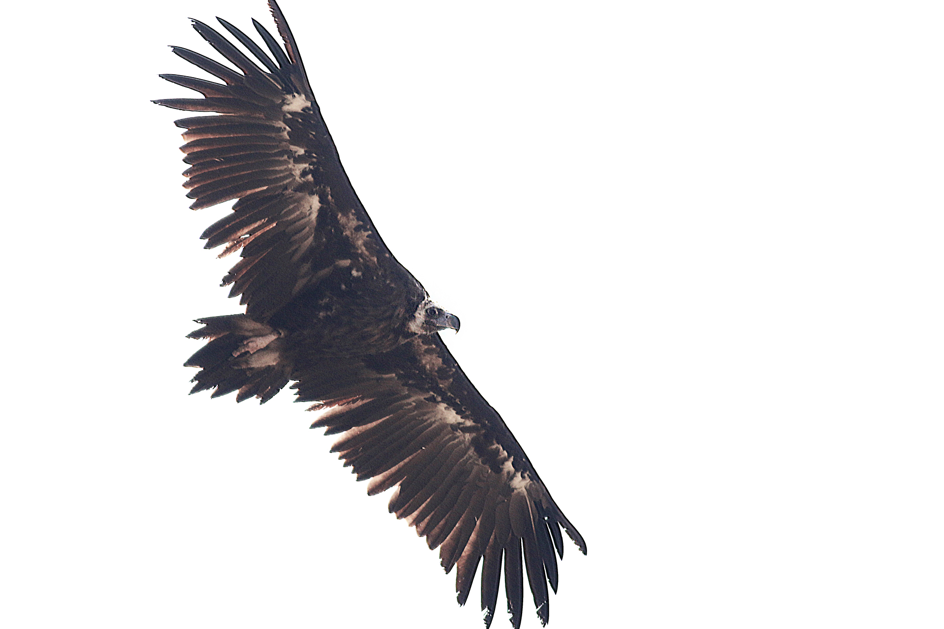 Cinereous Vulture