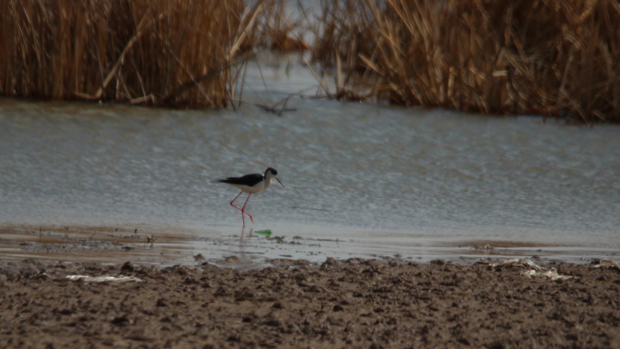 Black-winged Stilt