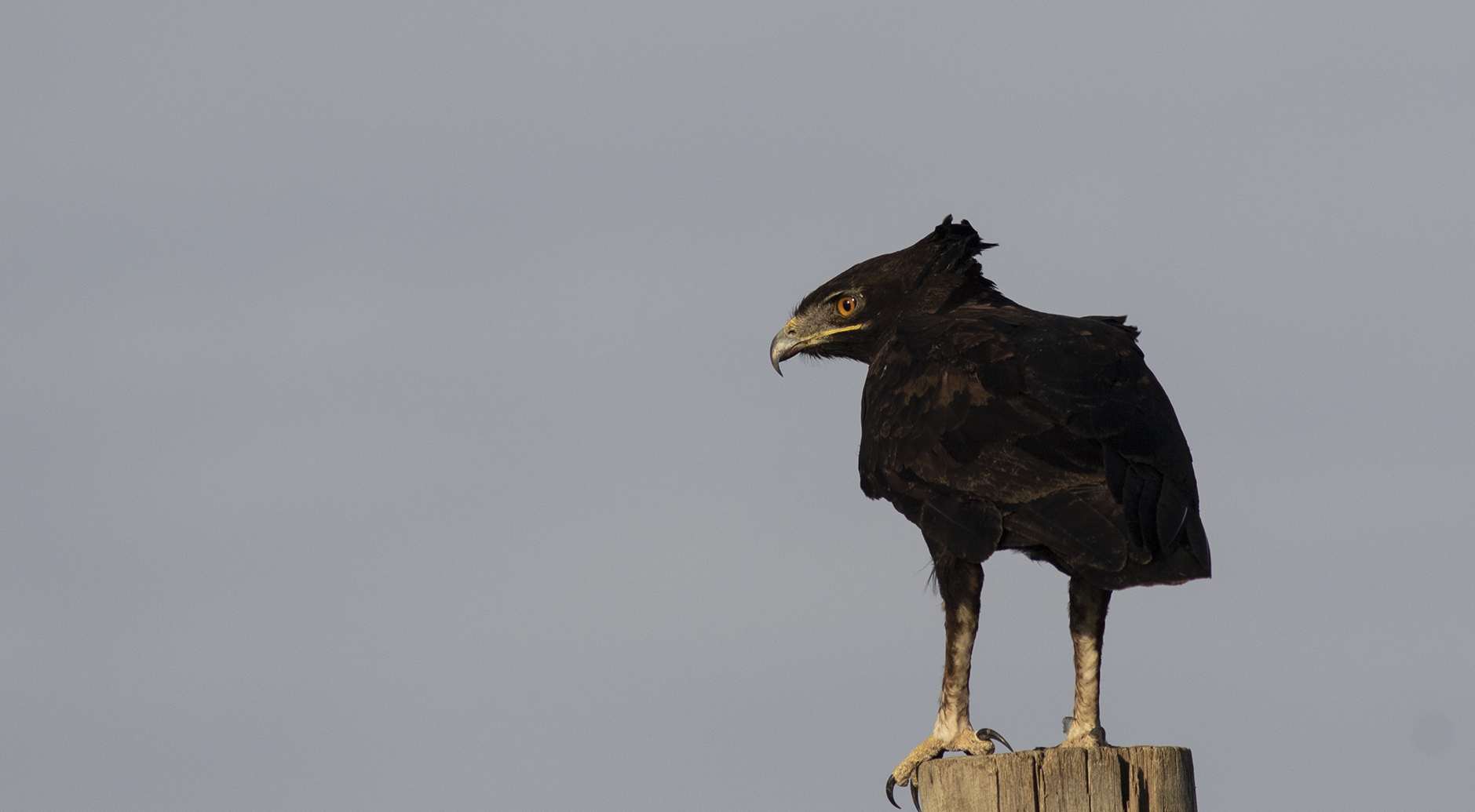 Long-crested Eagle — Ana fotoğraf