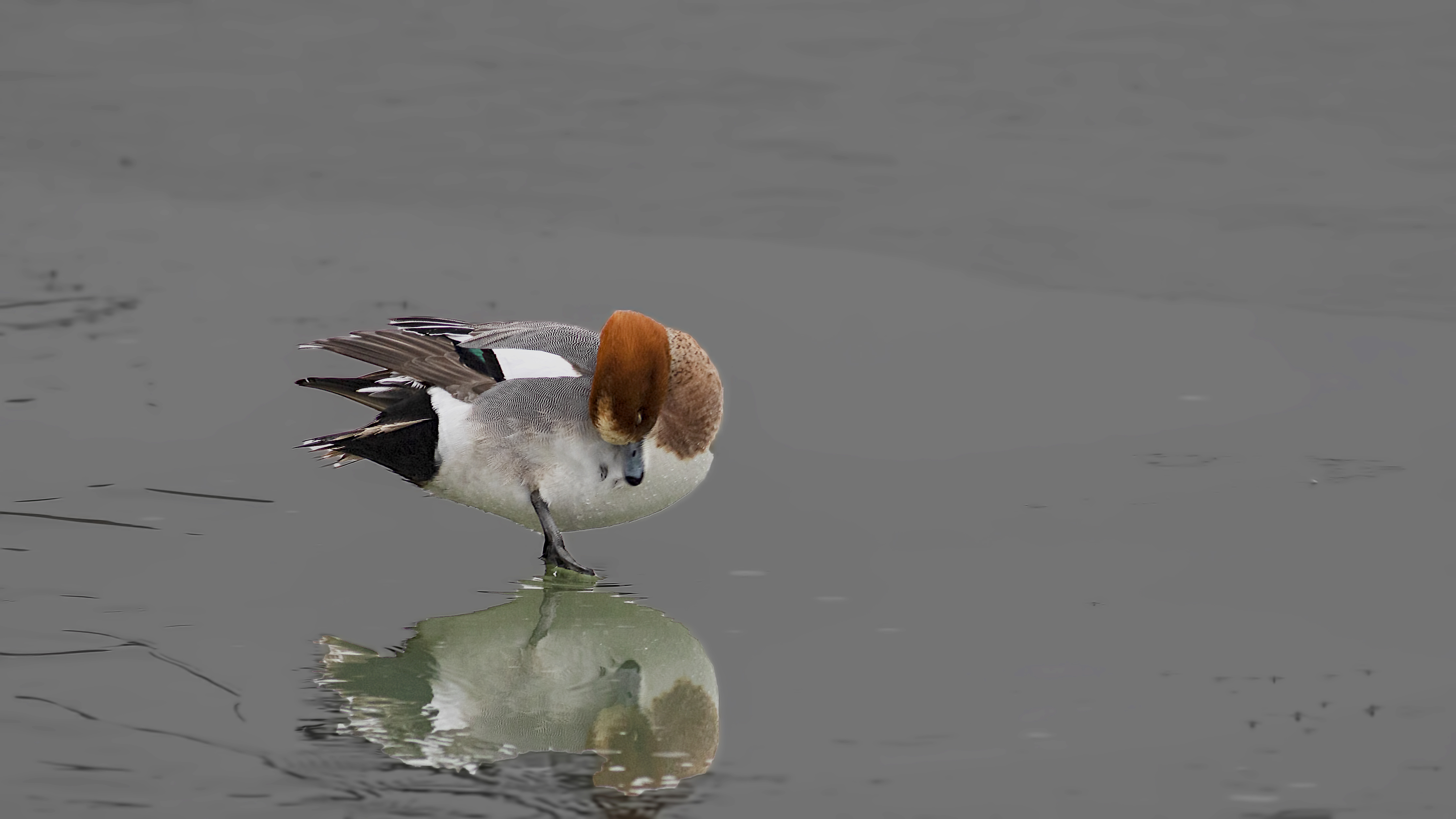 Eurasian Wigeon