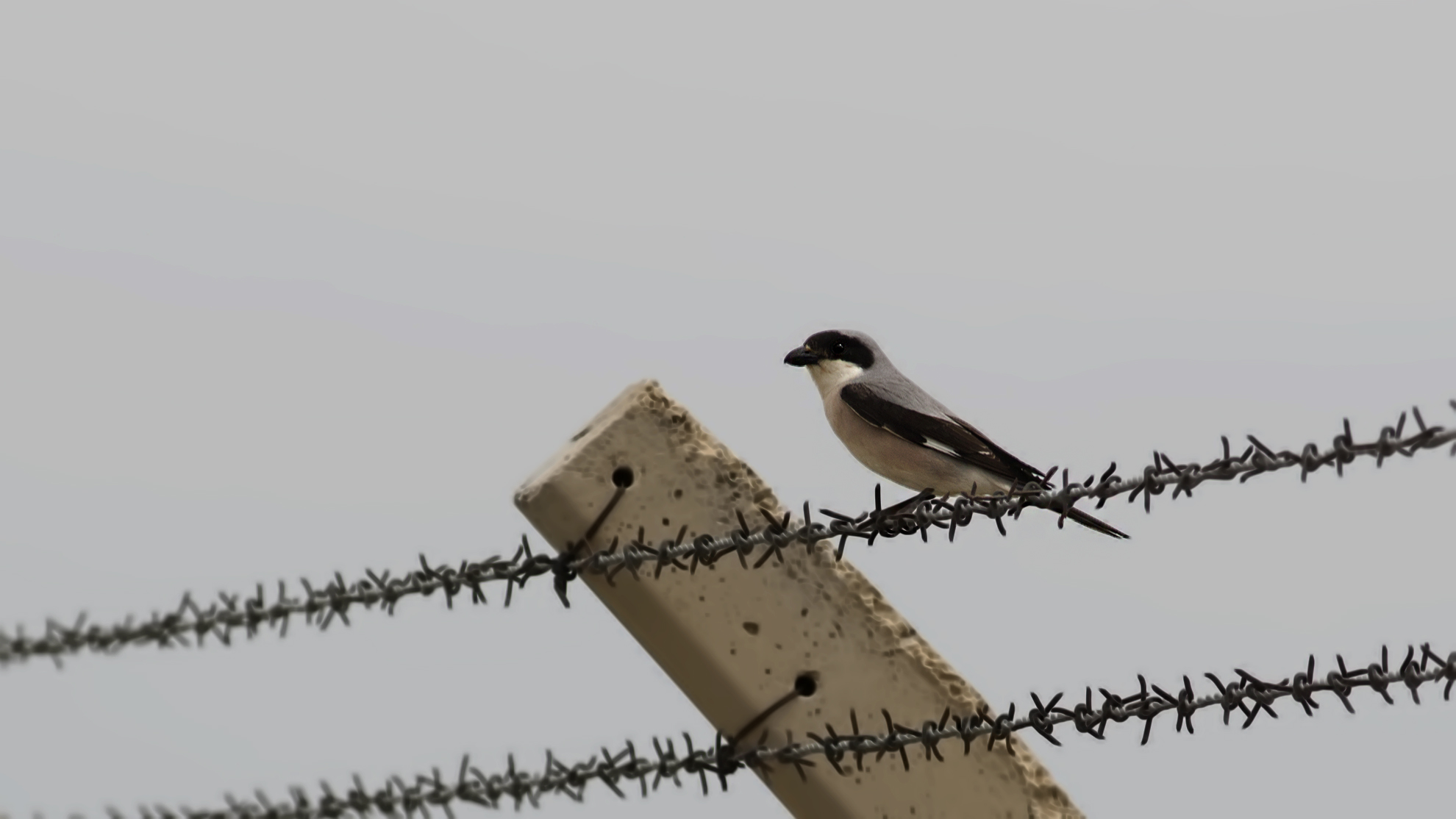 Lesser Gray Shrike