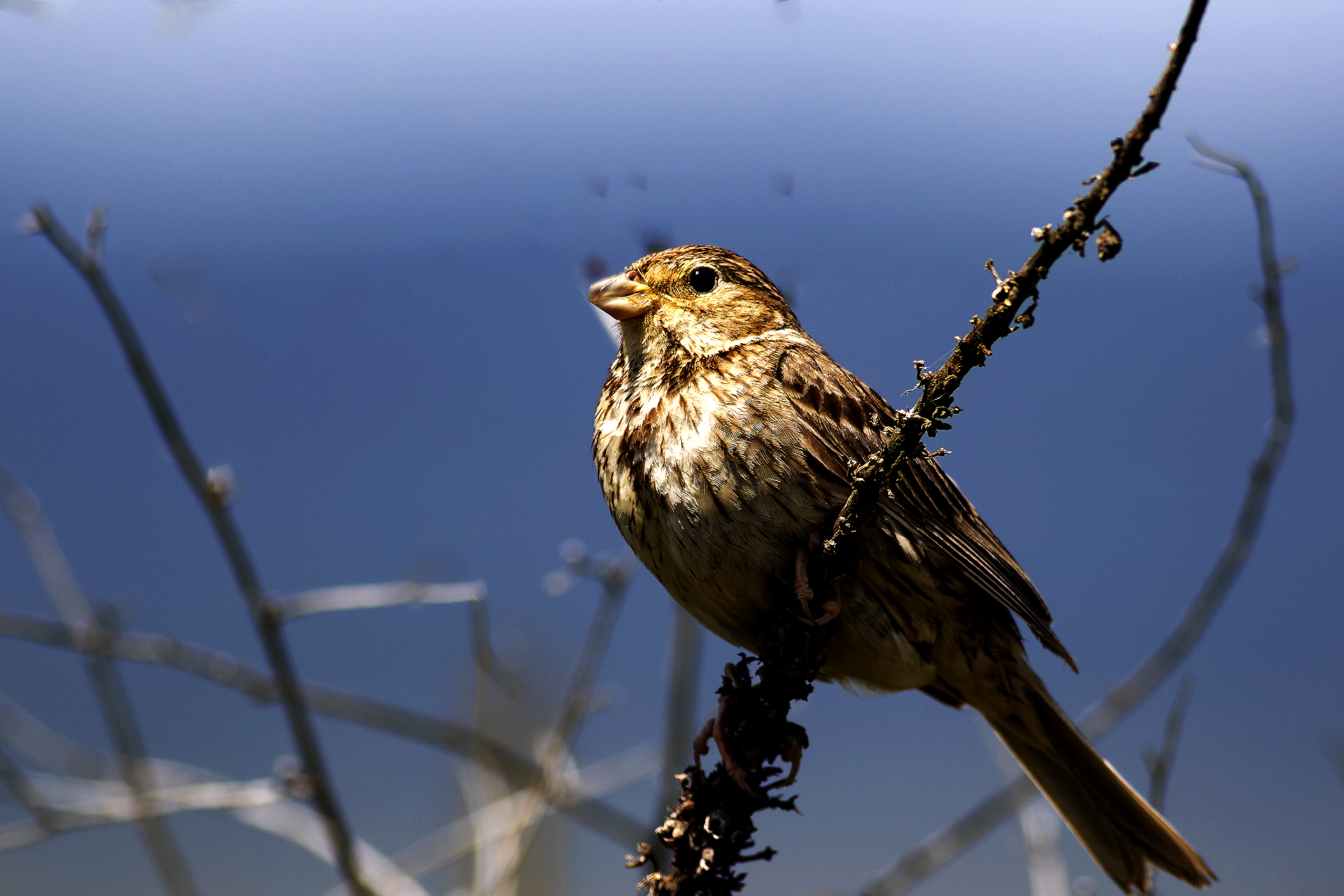 Corn Bunting