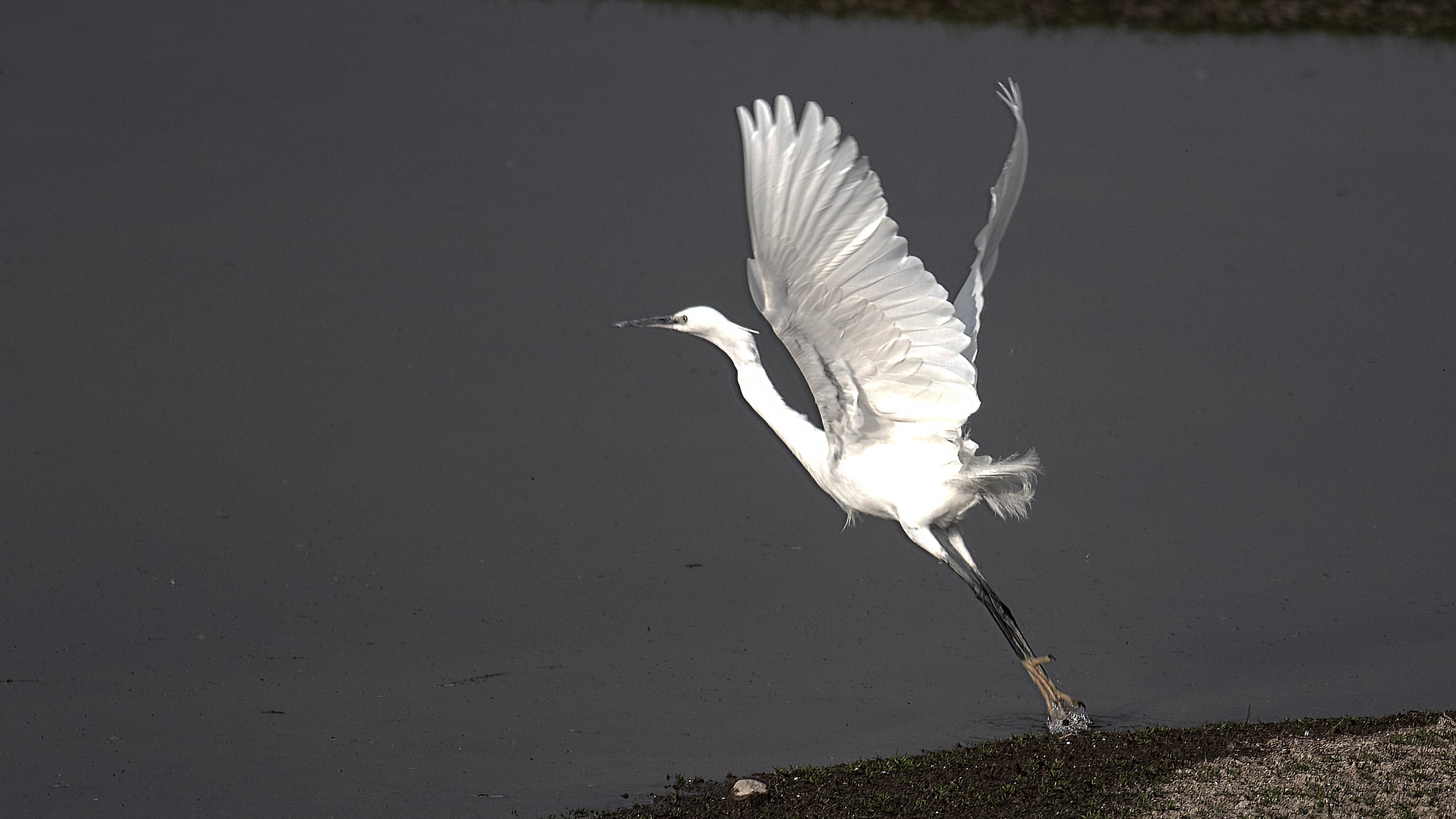 Great Egret — Ana fotoğraf
