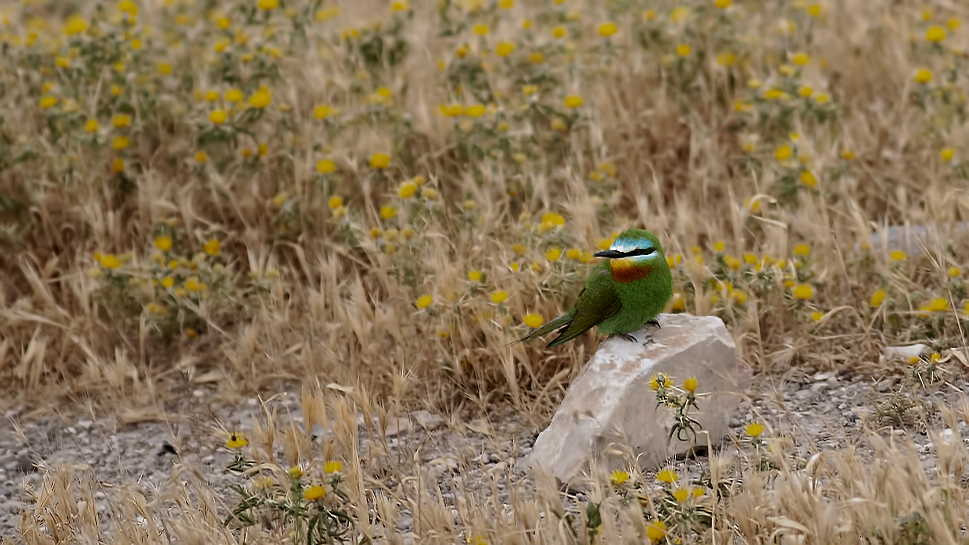 Blue-cheeked Bee-eater