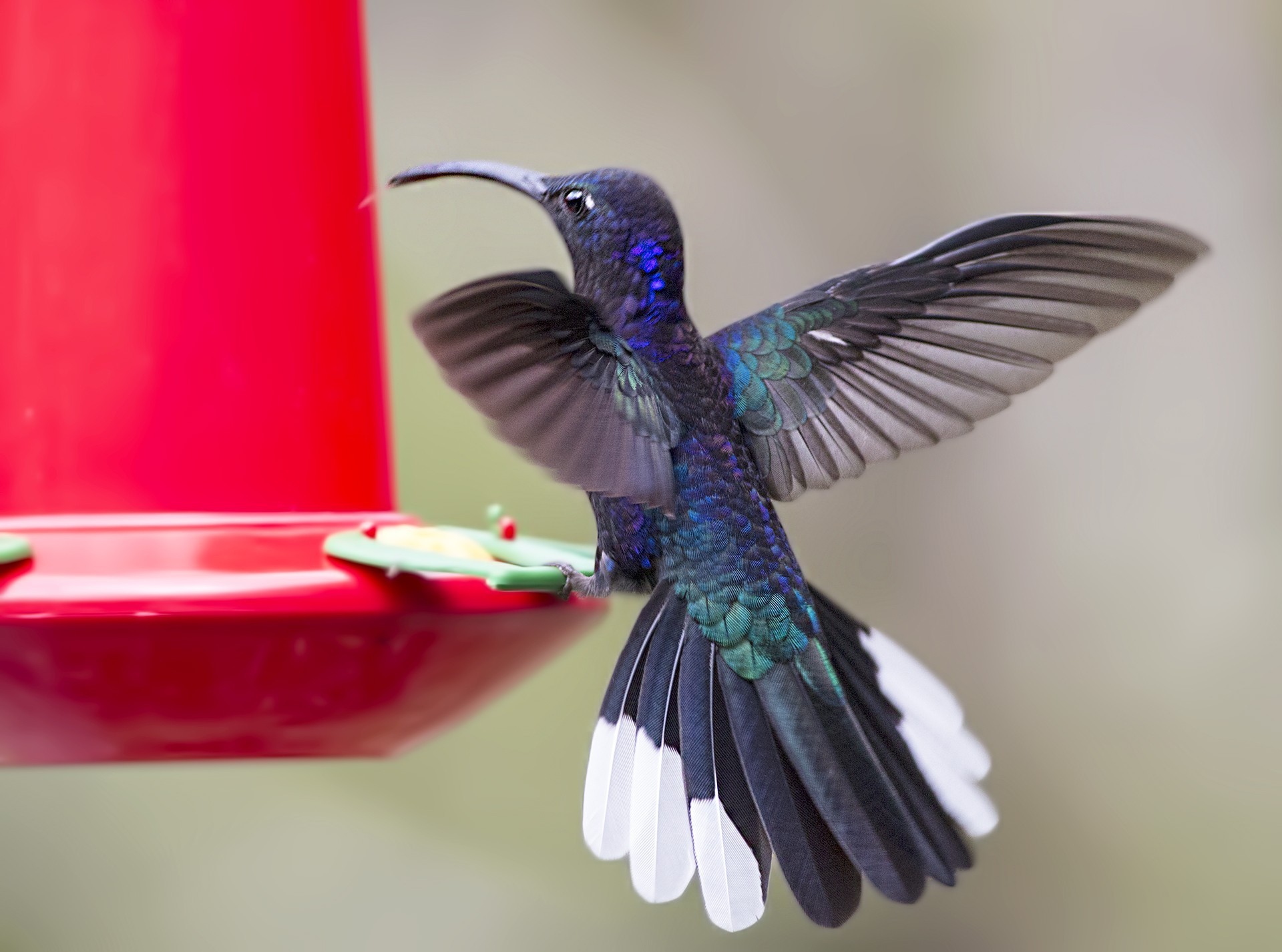 White-necked Jacobin