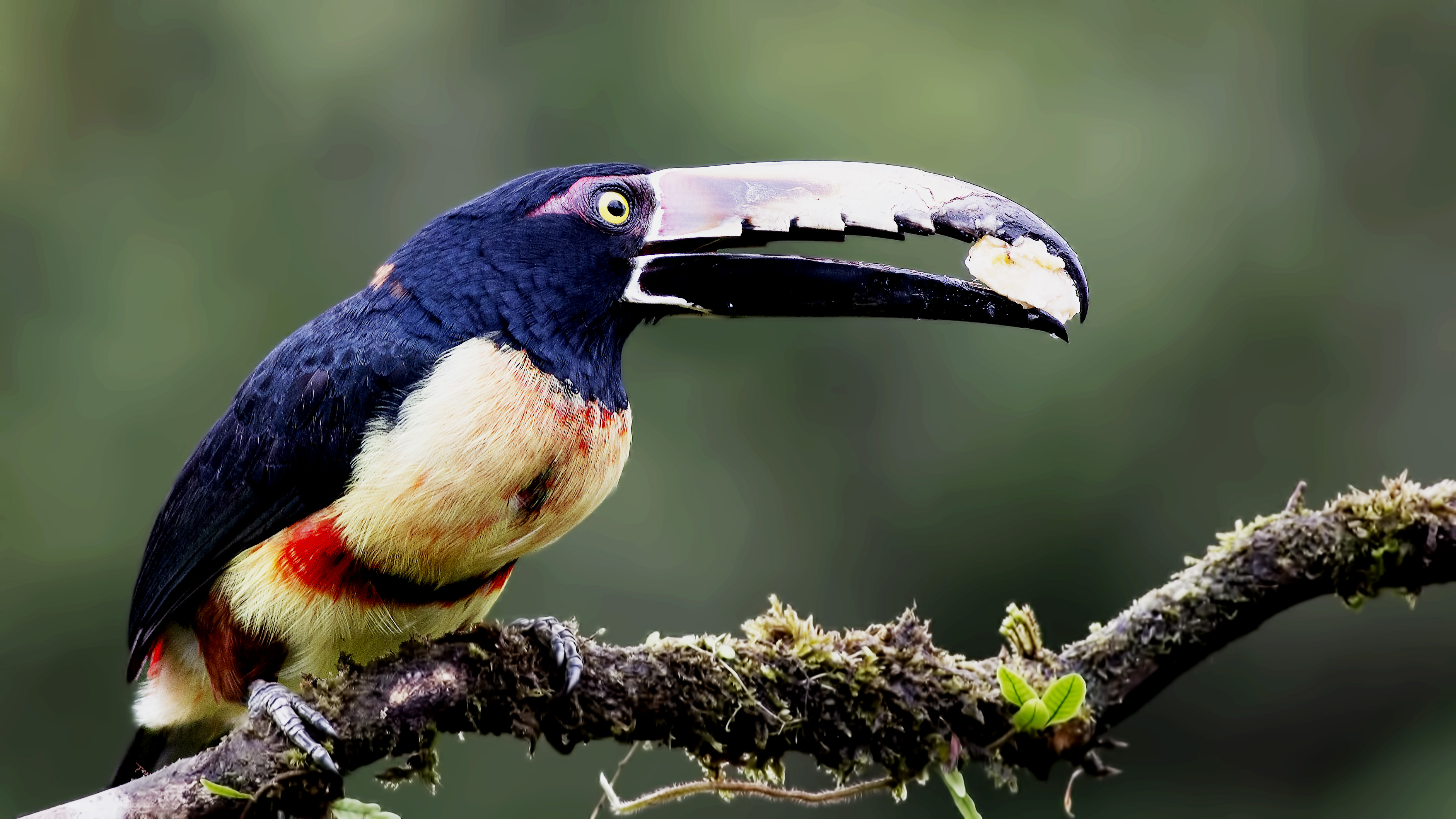 Collared Aracari