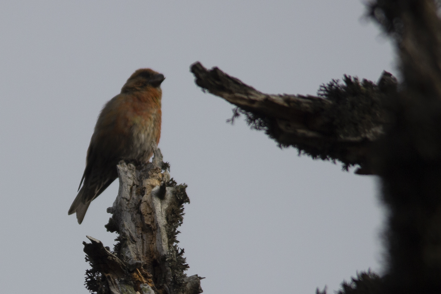 Red Crossbill
