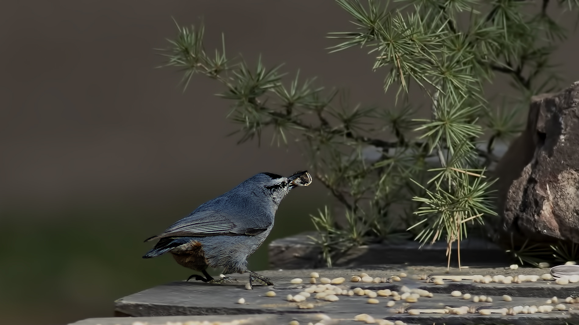 Krüper's Nuthatch