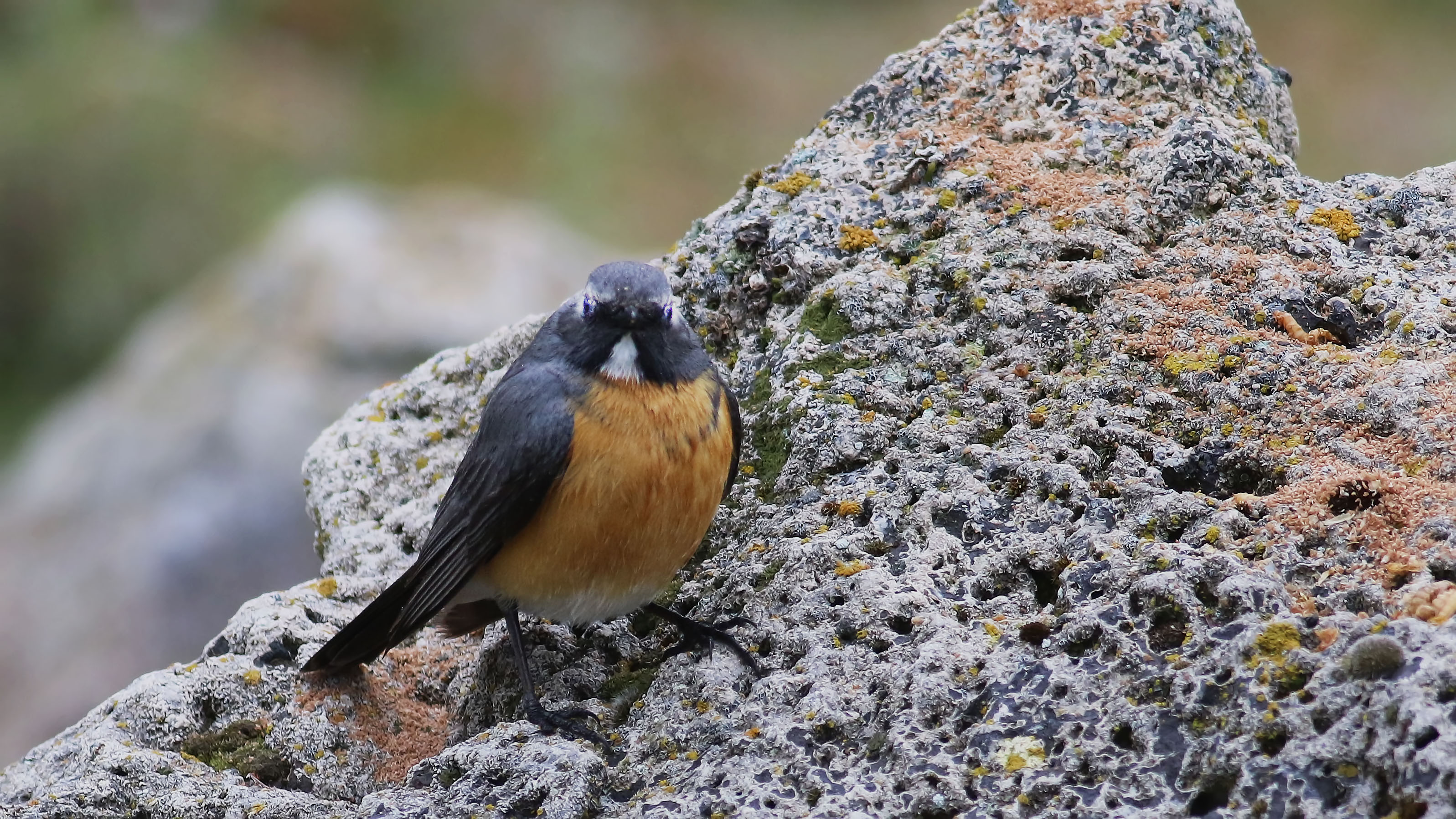 Rufous-tailed Rock-Thrush