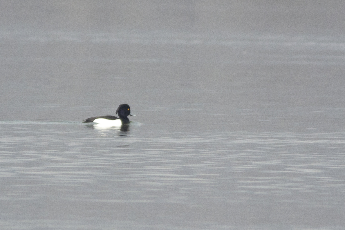 Tufted Duck