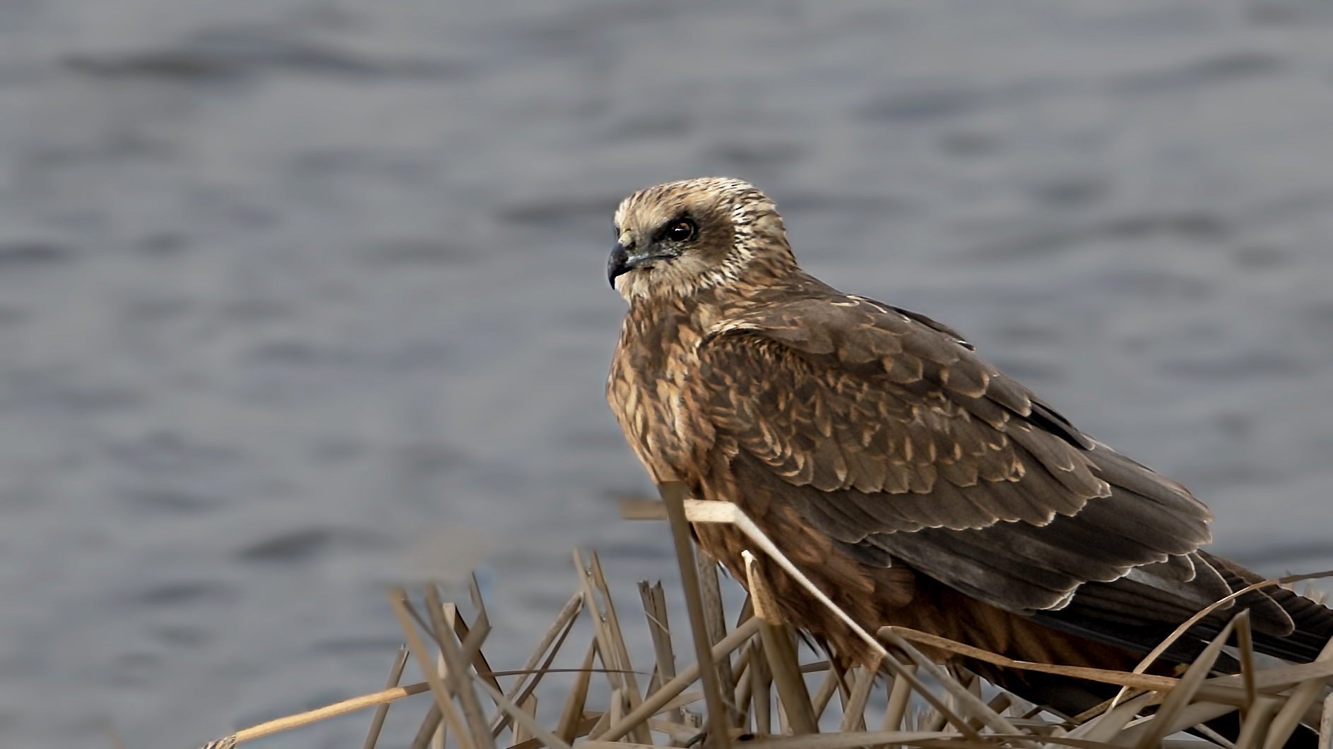 Black Kite
