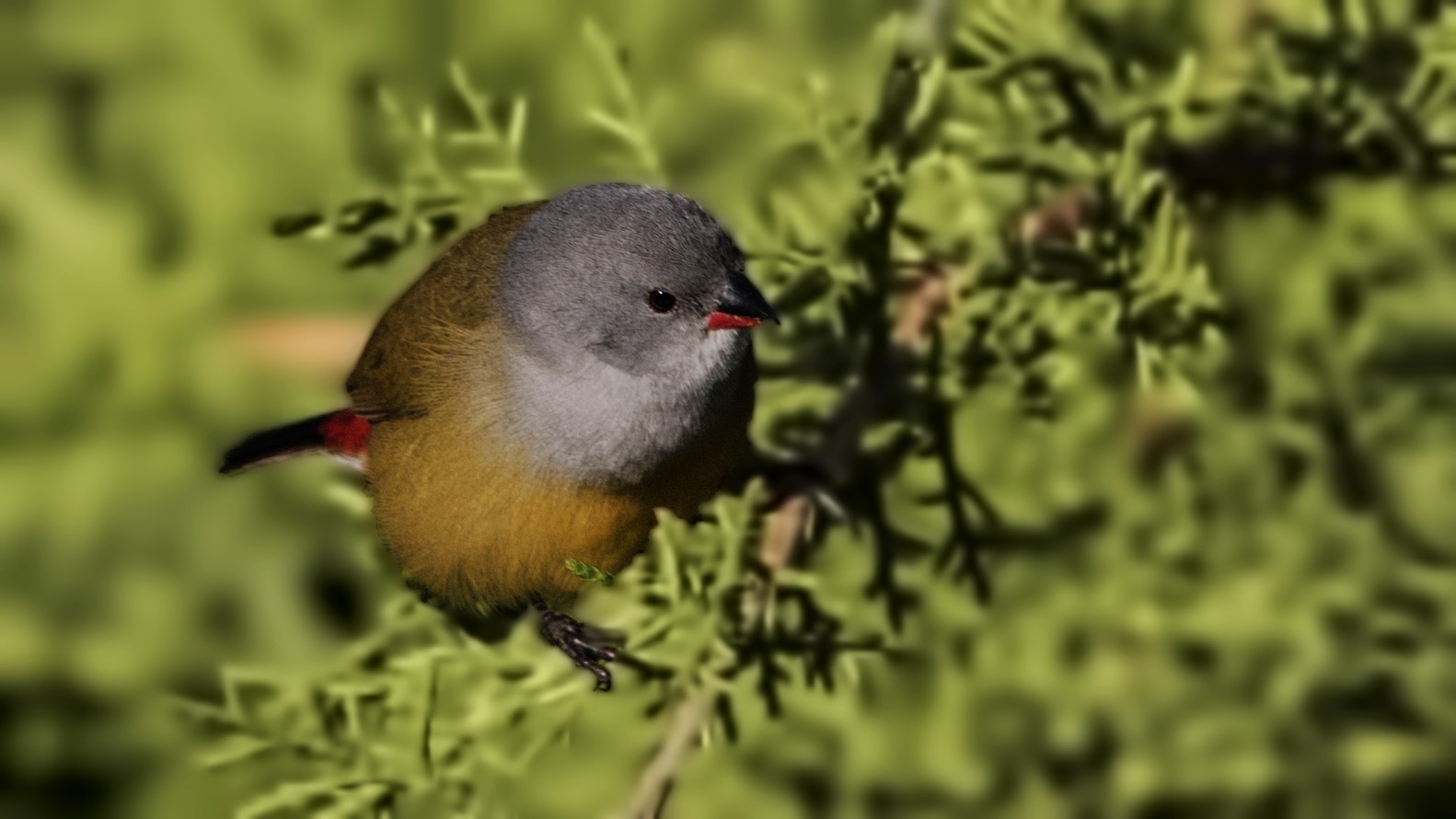 Yellow-bellied Swee