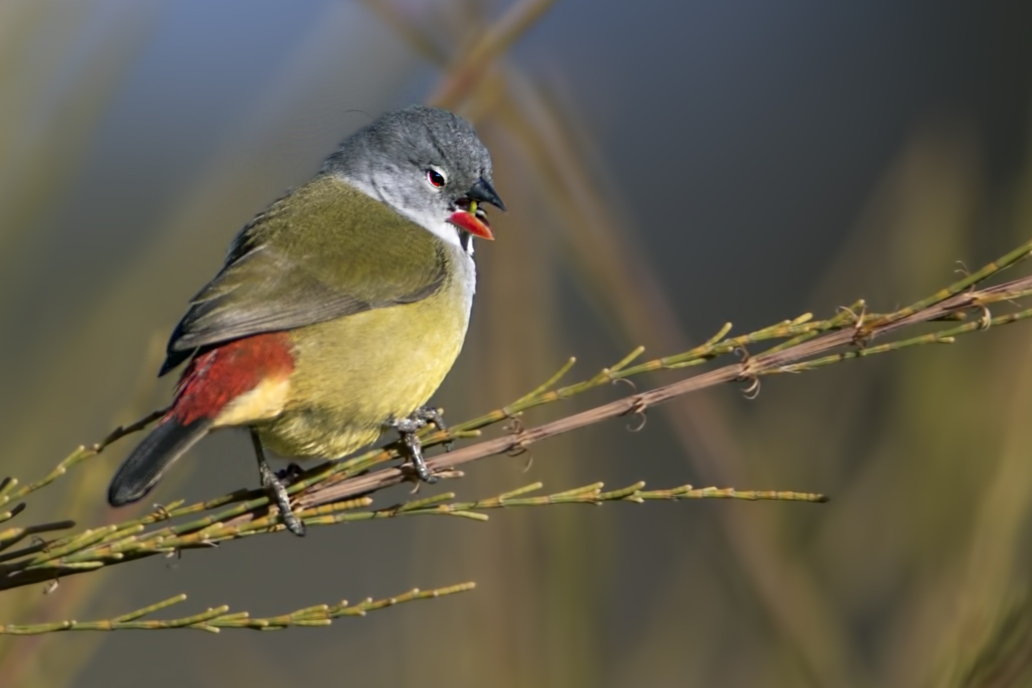 Yellow-bellied Swee