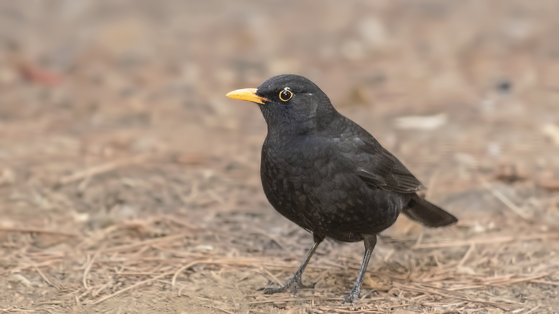Eurasian Blackbird