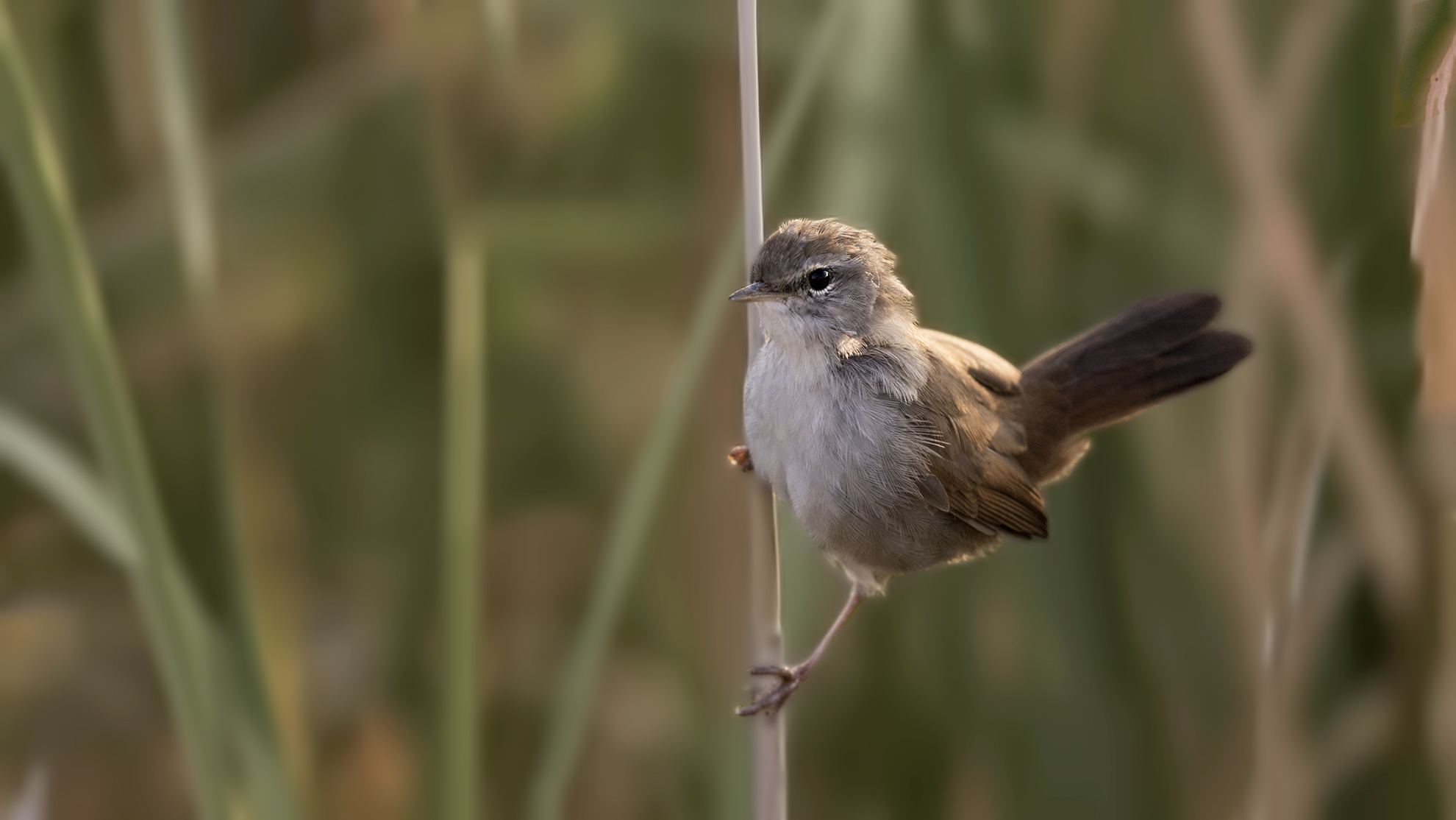 Cetti's Warbler