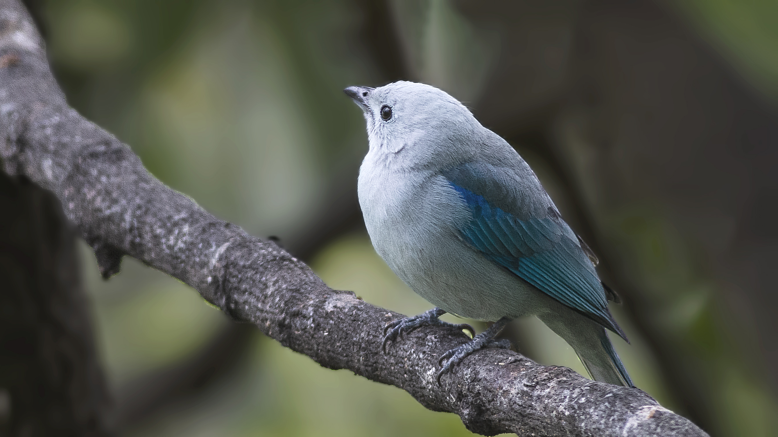 Blue-gray Tanager
