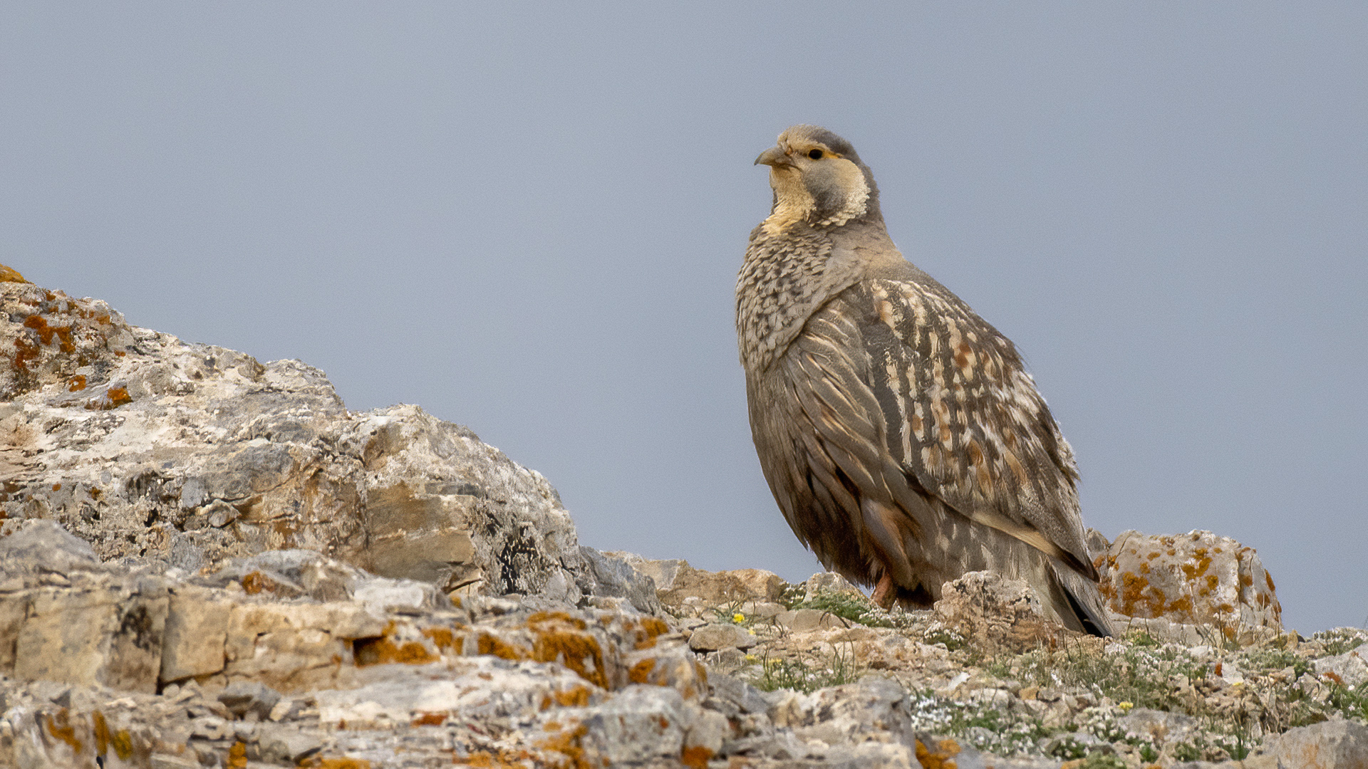 Caspian Snowcock